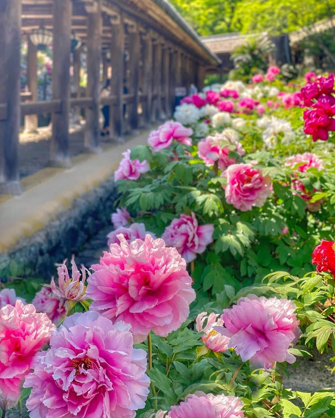 hama_aki_pppさんのインスタグラム写真 - (hama_aki_pppInstagram)「奈良県桜井市#総本山長谷寺 (スライドして下さい)  Location Nara Japan (Swipe)   2023.04.23   この日は3ヶ所梯子しました🚗💨 最後は#奈良長谷寺  前月は桜を目当てに行きましたが今回は牡丹🌺🌺石楠花も綺麗に咲いていました🌸　  #神社仏閣　 #寺社仏閣  #花の寺  #わたしは奈良派  #奈良県景観資産　　 #長谷寺  #日本庭園  #j_flower_shots  #rakutentravel  #japanese_gardens  #otonatabi_japan  #histrip_japan  #日本の美しい花風景  #誰かに見せたい花  #絶景事典  #loves_united_flora  #ptk_japan  #cooljapanvideos  #flower_igers  #ig_flowers  #japanesetemple  #japanesegarden  #奈良観光  #iphonephotography  #iphoneonly  #iphonephotographer  #iphon越しの私の世界  #スマホ撮影」4月28日 18時08分 - hama_aki_ppp