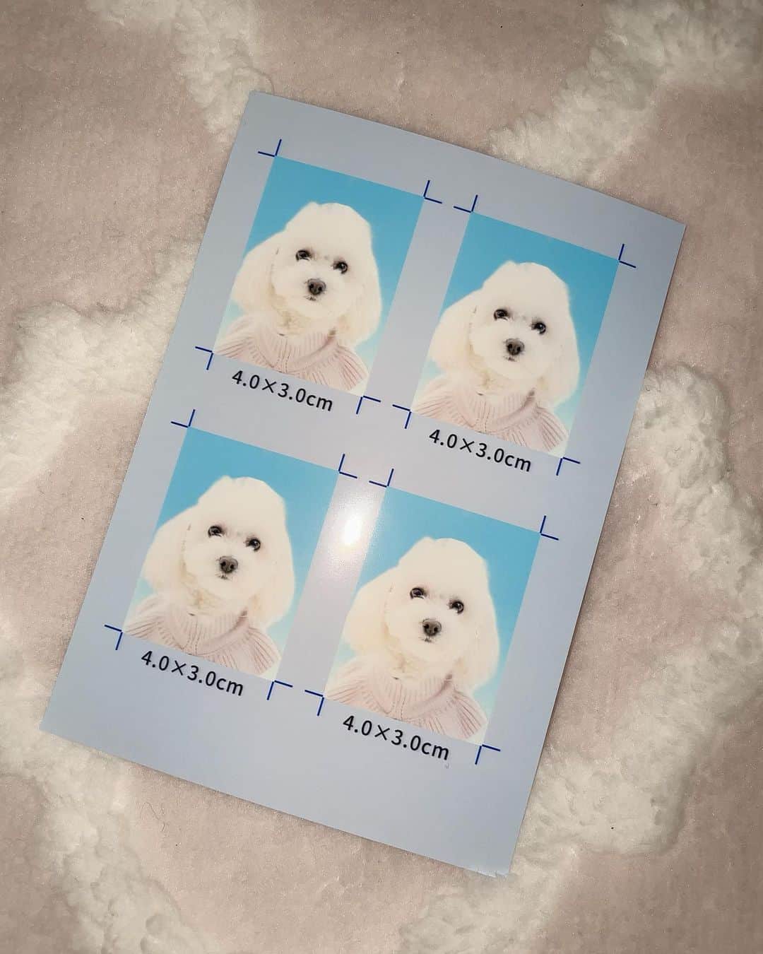 高木凜汐のインスタグラム：「愛犬が愛おしすぎて証明写真作りました。       かわいすぎて即採用だよねᐡ ̳ᴗ ̫ ᴗ ̳ᐡ♡    #いぬすたぐらむ  #犬のいる暮らし  #いぬのいる暮らし  #いぬバカ部  #いぬばか」