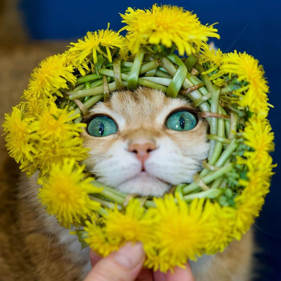 Hosicoさんのインスタグラム写真 - (HosicoInstagram)「I am the master of dandelions! 🌼」4月28日 18時21分 - hosico_cat