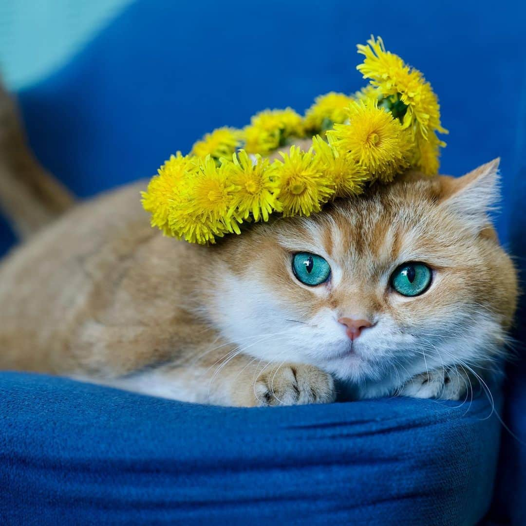 Hosicoさんのインスタグラム写真 - (HosicoInstagram)「I am the master of dandelions! 🌼」4月28日 18時21分 - hosico_cat