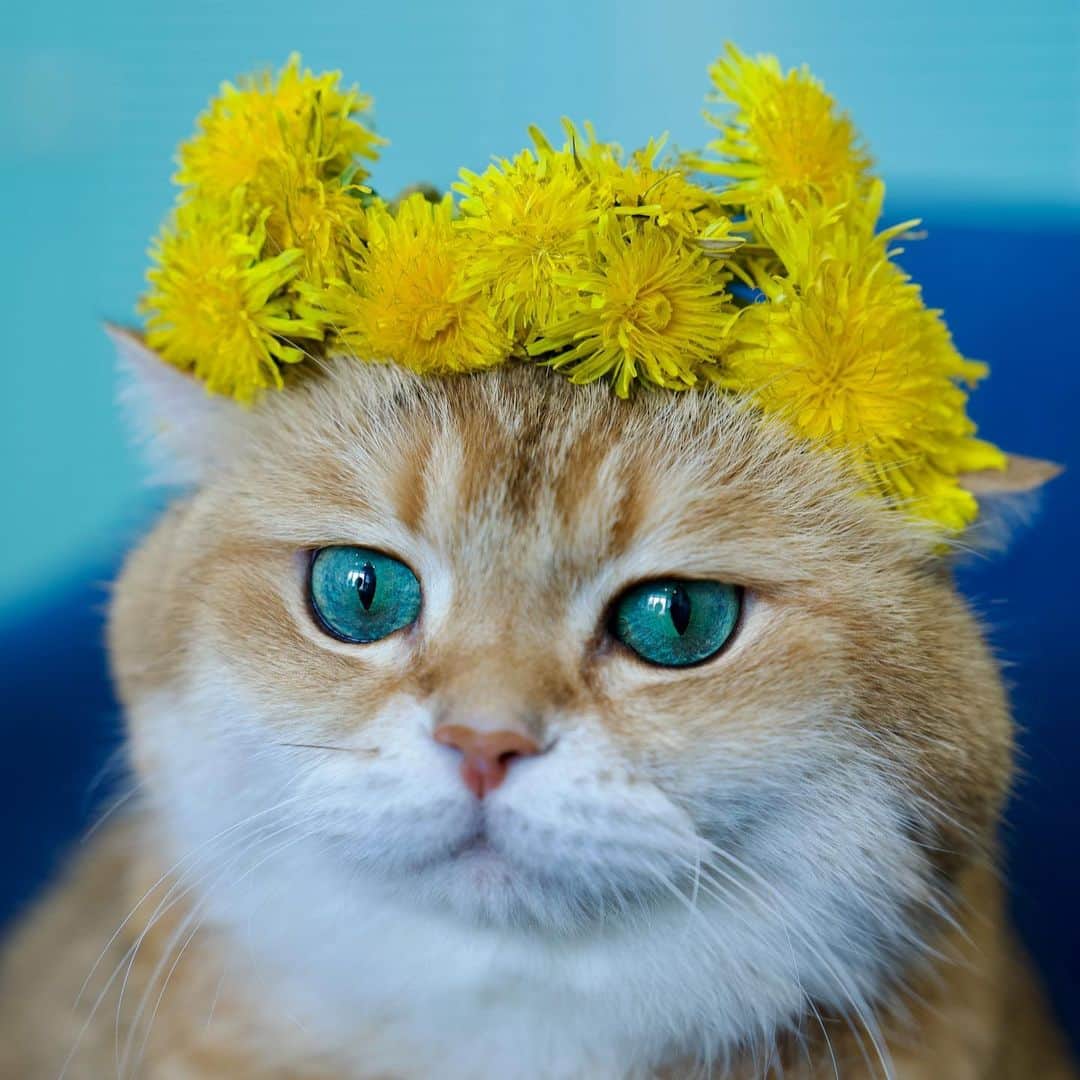 Hosicoさんのインスタグラム写真 - (HosicoInstagram)「I am the master of dandelions! 🌼」4月28日 18時21分 - hosico_cat