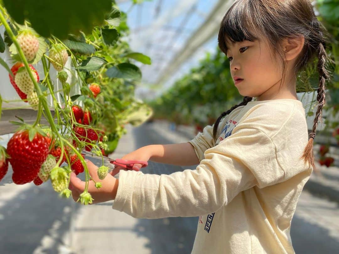 安田由紀奈のインスタグラム：「10個食べました🍓 初めてのいちご狩り喜んでいただけてよかったです。  #いちご狩り #女の子 #女の子ママ #男の子ママ #5歳　#1歳 #姉弟　#年中さん」