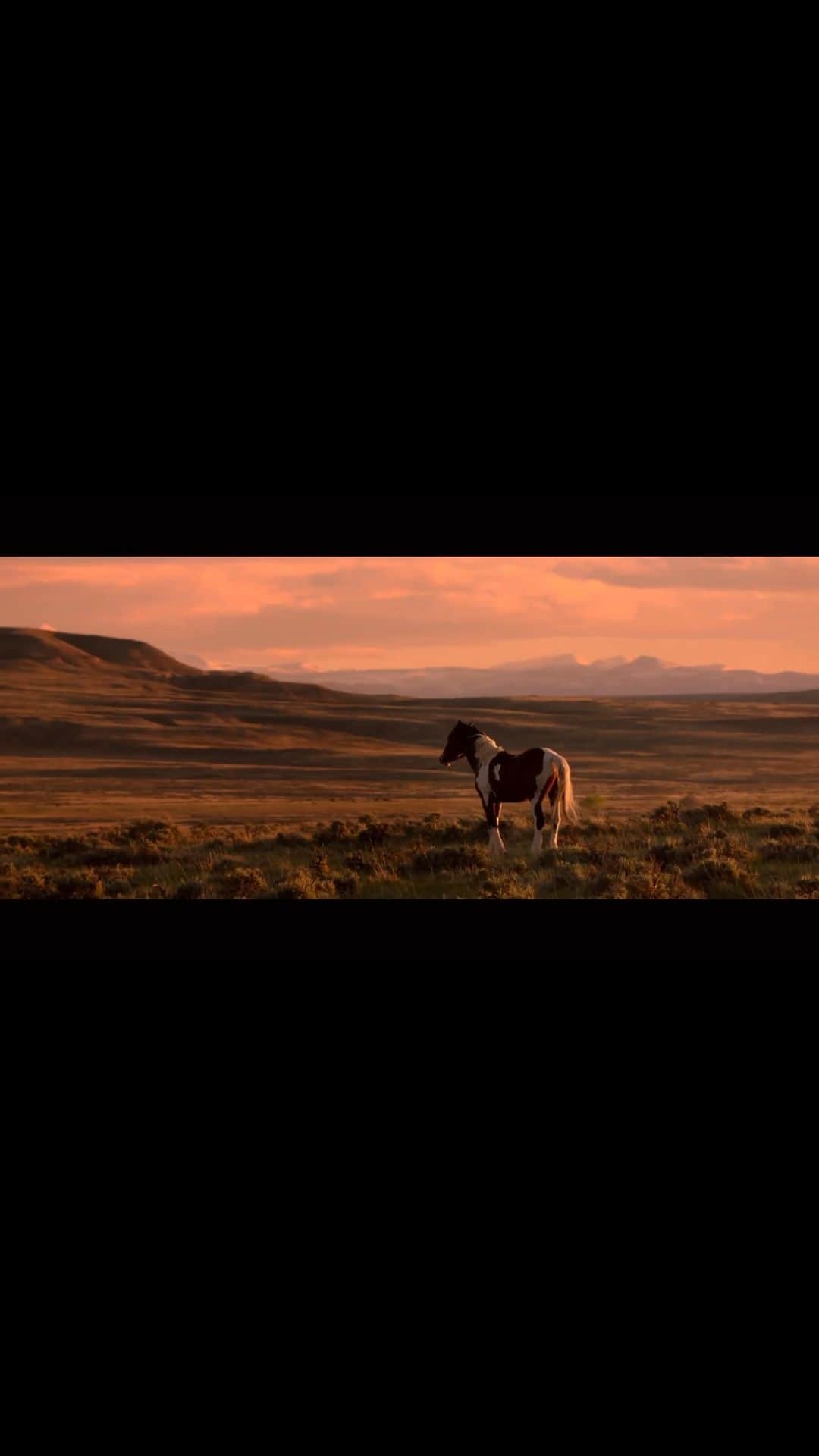 ベス・ベアーズのインスタグラム：「#Repost @wildbeautyspirit ・・・ WILD BEAUTY: MUSTANG SPIRIT OF THE WEST premieres in less than 30 days.  We are in the countdown to raise awareness for wild horses, now!  Please share our trailer far and wide, with the hashtag #istandwithwildhorses.  Let’s create the wave of awareness we have been working on for over five years in crafting this film.  @ashleyavis  The award winning WILD BEAUTY will officially debut on May 12th, 2023 in limited theaters, along with dozens of platforms such as iTunes, Apple, Spectrum, Google Play, and more.   Leading up to our release, we ask anyone who cares about this issue to raise your voice, and share our trailer on social to help bring critical awareness to wild horses and their families, before they disappear from our public lands forever.  The film is a cinematic look at the astounding wild beauty we have in our world, along with a journalistic exposé on the corruption befalling wild horses.   Social ideas:  Tag your lawmakers!  Tag your members of Congress.  Tag your local media outlets such as newspapers and TV stations.  Tag your news anchors, and favorite equine-loving celebrities.   Thank you for being part of this movement, and for standing with wild horses.」