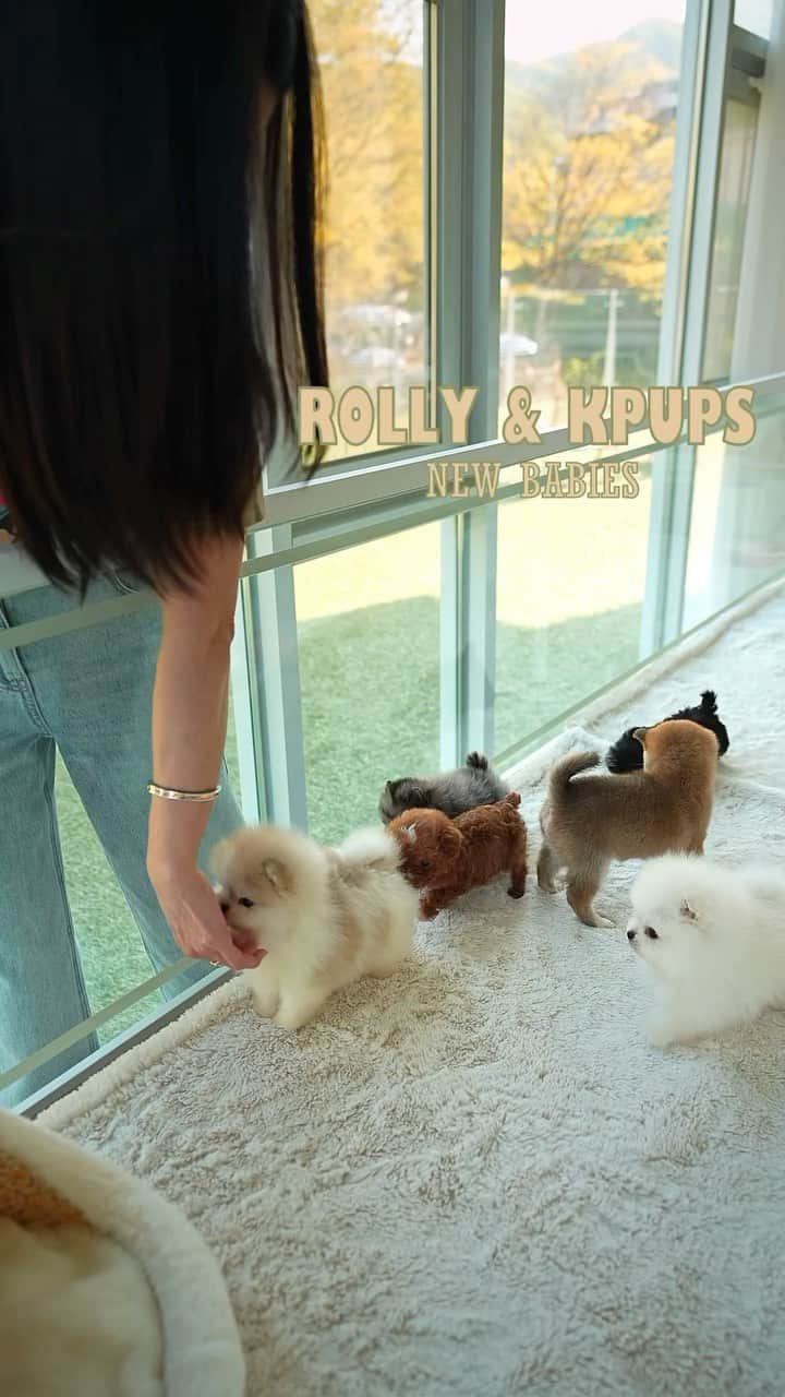 Rolly Pups INCのインスタグラム：「New babies at @rollypups.official & @kpups.official featuring HAPPY FEET 😊 💕」