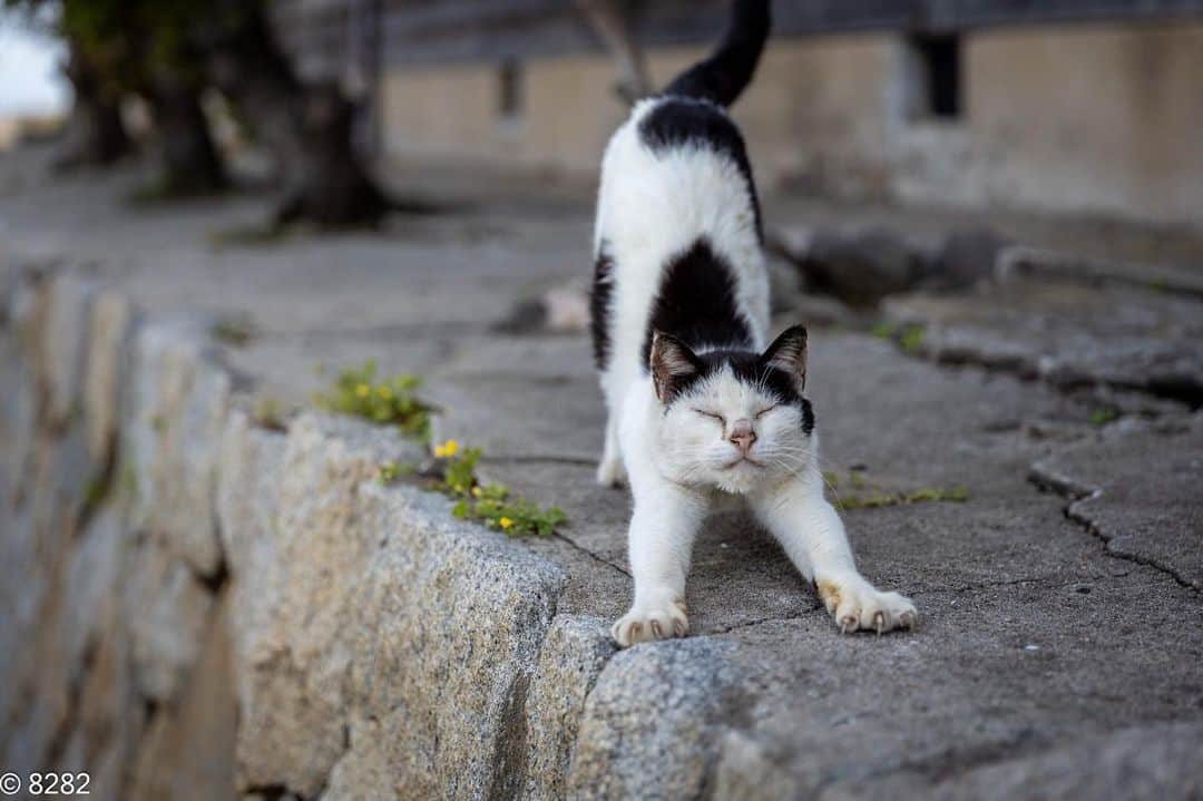 8282のインスタグラム：「のびーる ・ ・ #カワイイだけが猫じゃない #cat#animal#gato #ねこ#猫#東京カメラ部 #IGersJP#nekoclub#NEKOくらぶ #catlover#catloversclub #写真撮ってる人と繋がりたい ・ ☆非演出のススメ☆」