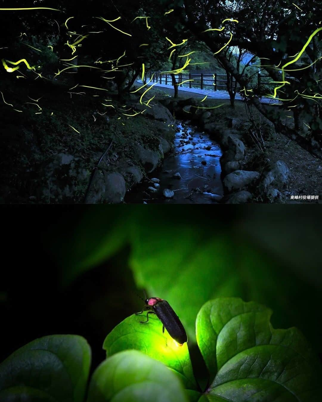 Birthplace of TONKOTSU Ramen "Birthplace of Tonkotsu ramen" Fukuoka, JAPANのインスタグラム：「Firefly Watching at Tanada Shinsui Park - Breathtaking Early Summer Scenery!👀✨ Tanada Shinsui Park, in the village of Toho, Asakura, is famous for its fireflies that appear from late May through June!😊  Countless beautiful lights flicker faintly while flying past each other in the dark.  A rich natural environment and pure water are essential for the birth and growth of fireflies.🌳 The pristine Hoshuyama River flows through the park, and nearby is a 400-year-old rice terrace made of rocks.  The sight of the dancing fireflies and their yellow-green lights is sure to move you.✨  ------------------------- FOLLOW @goodvibes_fukuoka for more ! -------------------------  #fukuoka #fukuokajapan #kyushu #kyushutrip #japan #explorejapan #instajapan #visitjapan #japantrip #japantravel #japangram #japanexperience #beautifuljapan #travelgram #tripstagram #travelgraphy #travelphoto #travelpic #tripgram #japanlovers #visitjapanjp #japannature」