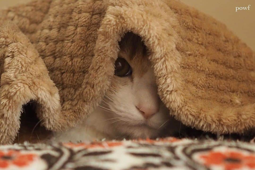 anemone_69のインスタグラム：「🐈 . . #ハカセとキョウジュ #茶トラ白 #茶白 #cat #猫 #保護猫 . . .」