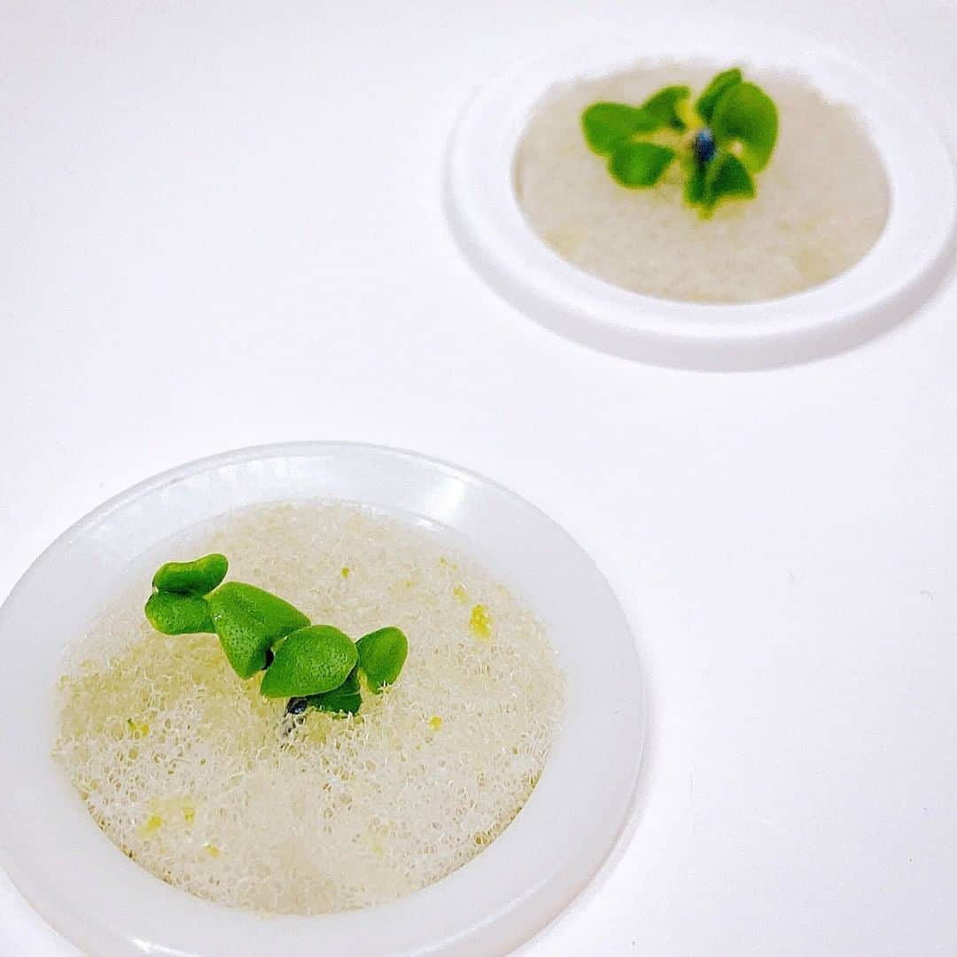 foopのインスタグラム：「自宅で野菜を育てて、地球にも優しいライフスタイルをはじめてみるのはいかがでしょうか🥰  「foop」は、水耕栽培器なので、化学肥料や農薬を使用せずに野菜を育てることができます🌱 美味しい手作りの野菜を食べて、自分にも地球にも優しい生活をおくりましょう。  #foop #水耕栽培 #水耕栽培器 #IoT  #新鮮野菜 #自給自足 #エコ」