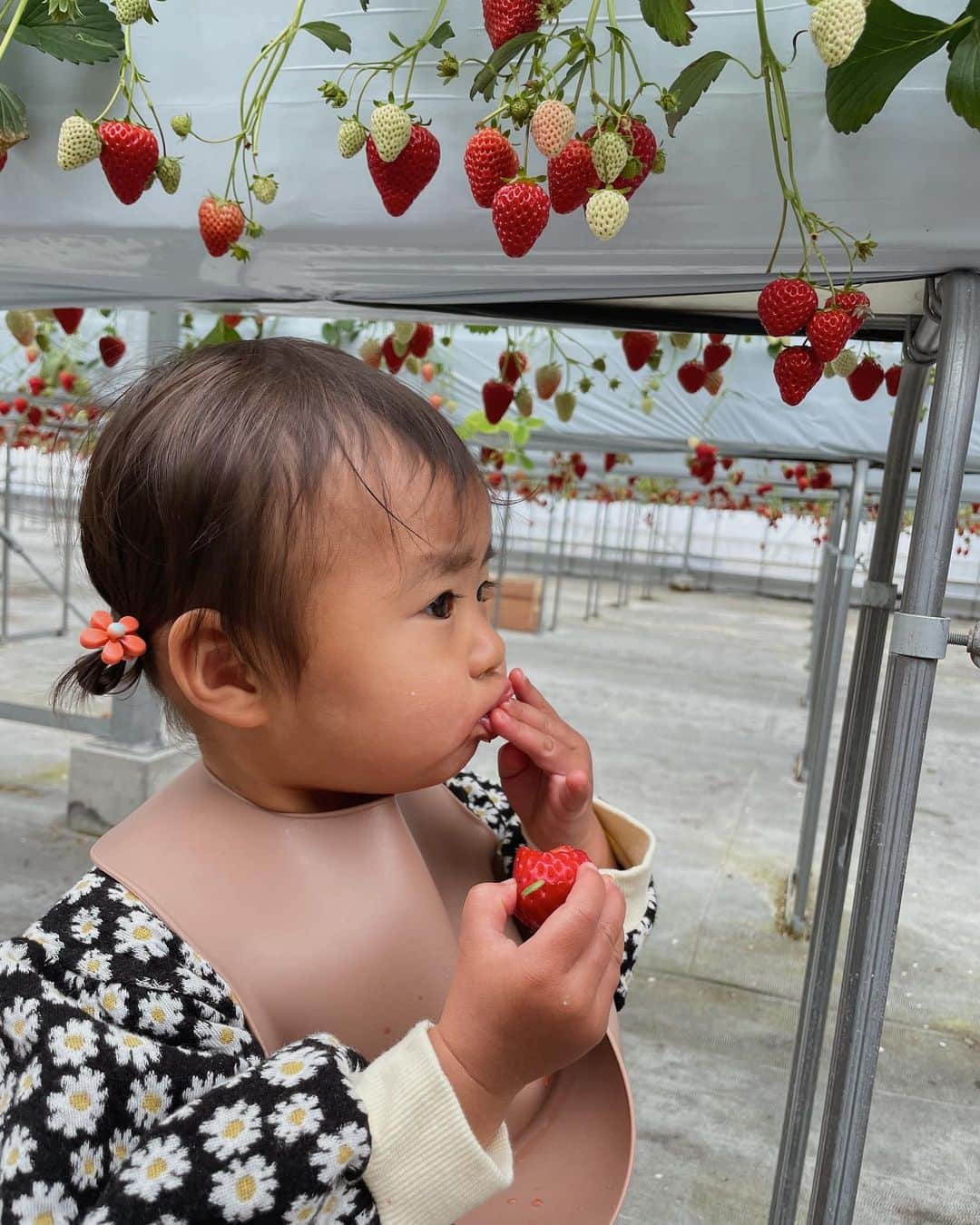 AYAさんのインスタグラム写真 - (AYAInstagram)「_ 初めてのいちご狩り🍓♡ 🍓大好きで3日に1回ぐらい ずっといちご食べてたから 飽きてるかな？って思ったけど 20個ぐらいペロリと食べてた😂  自分でとって上手に食べられてたし 自分でとれることが嬉しそうやった🥰  ここの🍓ほんまに全部甘かったのに 安くて良かったぁ！！！ 来年もここ行こうっと♡  土砂降りの雨の日やったけど 逆に🍓が冷たくて良かった🙆🏼‍♀️✨  妹がいっぱい写真撮ってくれた🥹 ありがとう〜☺️✌🏽  この日のために👶🏼に🍓のヘアゴム買ってたのに 普通に忘れてたな、ってことに今気づいた〜  #詩珠diary」4月28日 21時28分 - a.y.hana_12o6