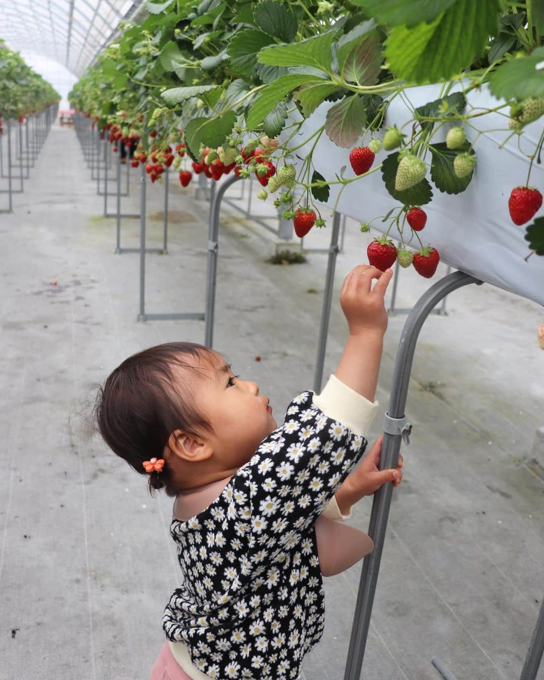 AYAさんのインスタグラム写真 - (AYAInstagram)「_ 初めてのいちご狩り🍓♡ 🍓大好きで3日に1回ぐらい ずっといちご食べてたから 飽きてるかな？って思ったけど 20個ぐらいペロリと食べてた😂  自分でとって上手に食べられてたし 自分でとれることが嬉しそうやった🥰  ここの🍓ほんまに全部甘かったのに 安くて良かったぁ！！！ 来年もここ行こうっと♡  土砂降りの雨の日やったけど 逆に🍓が冷たくて良かった🙆🏼‍♀️✨  妹がいっぱい写真撮ってくれた🥹 ありがとう〜☺️✌🏽  この日のために👶🏼に🍓のヘアゴム買ってたのに 普通に忘れてたな、ってことに今気づいた〜  #詩珠diary」4月28日 21時28分 - a.y.hana_12o6