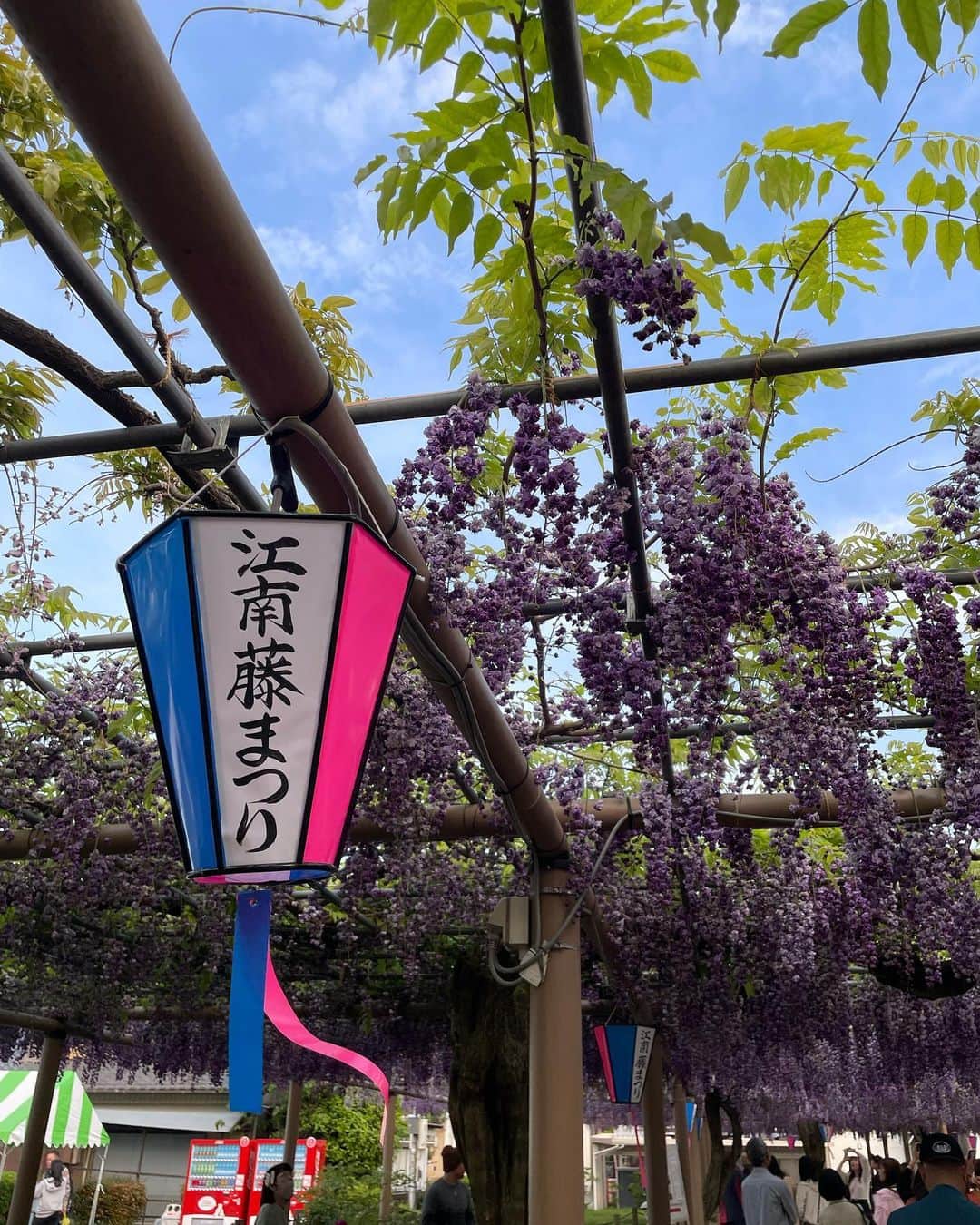 のインスタグラム：「・ 藤の花が綺麗でした🪻♡  #江南藤まつり #曼荼羅寺 #曼荼羅寺公園 #曼荼羅寺藤まつり」
