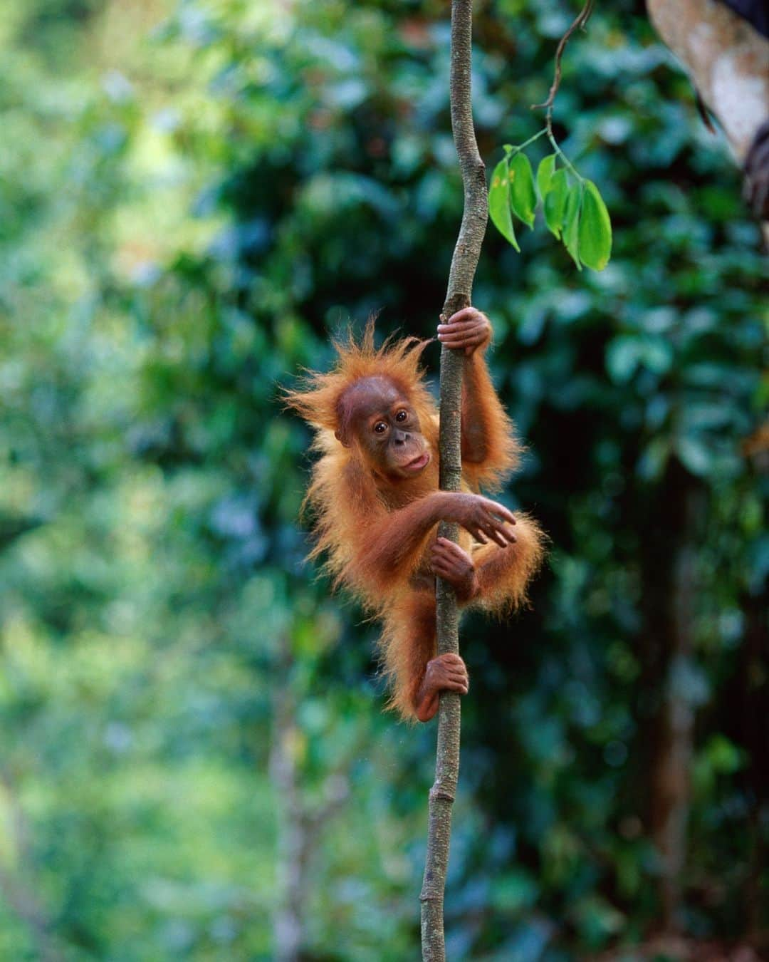 Discoveryさんのインスタグラム写真 - (DiscoveryInstagram)「Learning the ropes!  Young orangutans stay with their mother until they reach around 7 years old.  #NewBeginnings🌱」4月28日 22時00分 - discovery