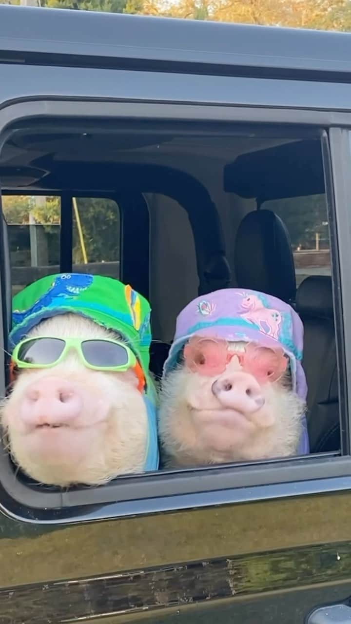 Priscilla and Poppletonのインスタグラム：「JEEP BEACH HERE WE COME! I’ve got my Jeep loaded in the back of mommy’s Jeep, and Silly Pop is taking us to Daytona for one of the largest Jeep events in the country. It’s going to be the best birthday ever. I’m so piggy excited! Let us know if you will be there.🏖️🛻🐷🐷🐷🐷🐷 #jeepbeach #daytonabeach #piggypenn #poseyandpink #prissyandpop」