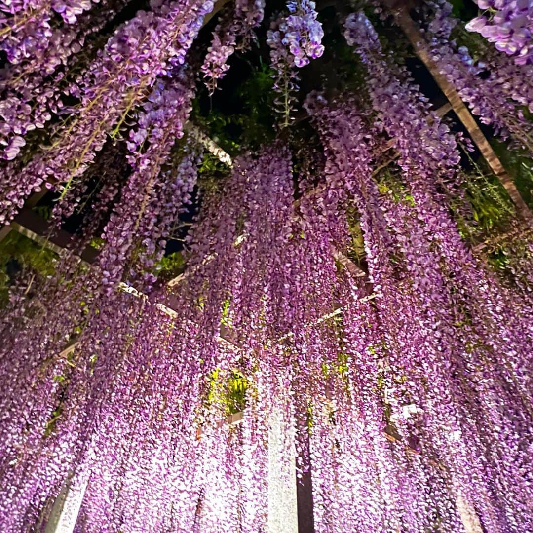 琵琶湖グランドホテル / 京近江のインスタグラム：「滋賀県草津市、三大神社「砂擦りの藤」 ライトアップ（毎夜20時まで）は4月22日から5月7日までの予定。 #三大神社 #藤 #砂擦りの藤 #ライトアップ #シガリズム #滋賀観光 #滋賀 #京都 #旅行 #今こそ滋賀を旅しよう #絶景 #琵琶湖グランドホテル #京近江 #fuji #wisteria #flowers #sandaijinja #shrine #shiga #kyoto #japan #beautifulview #lighting #gobiwako #travel #biwakograndhotel #kyooumi @biwakograndhotel_kyooumi」