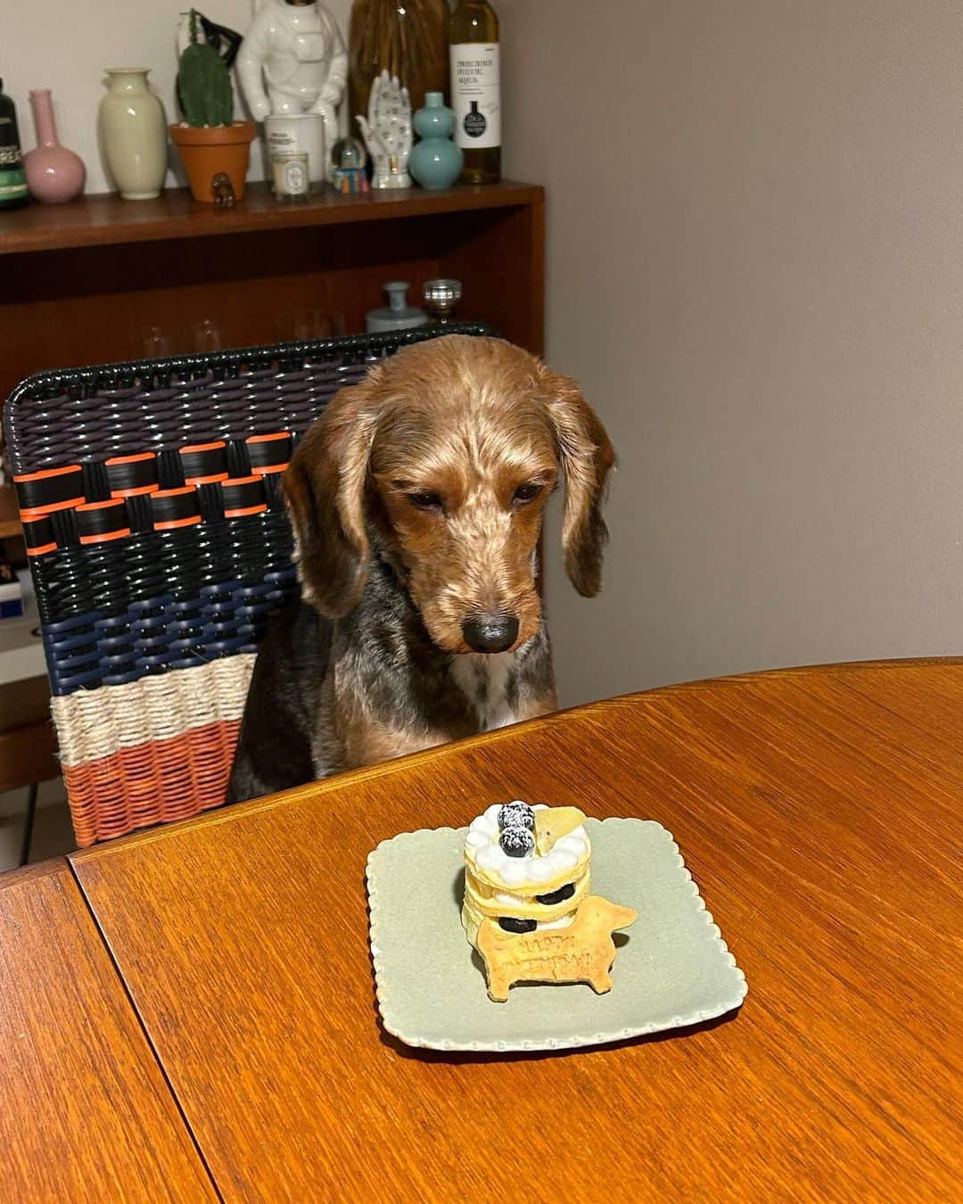 中田みのりのインスタグラム：「ハチ2歳になりました🎂」