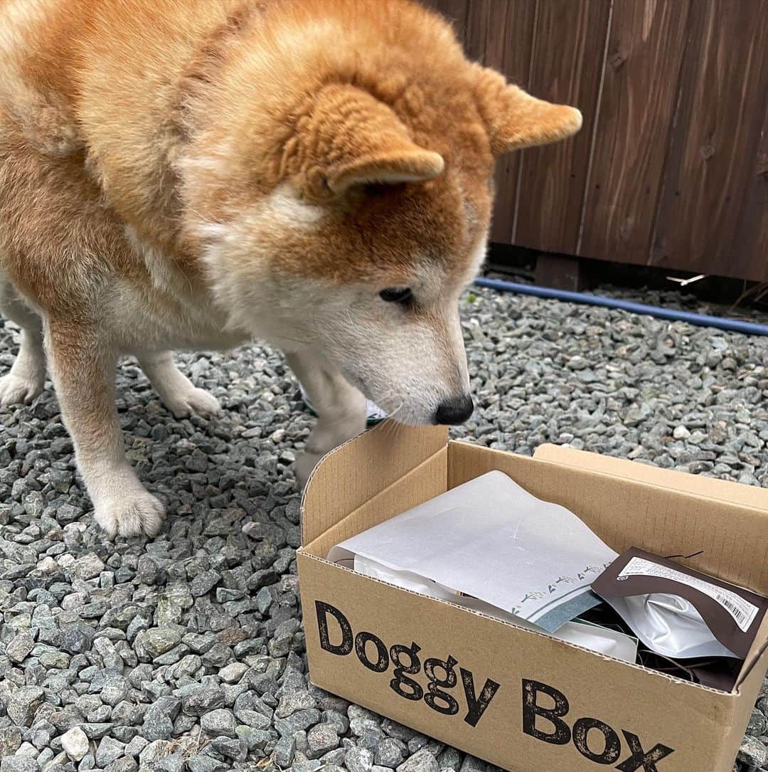 柴犬 たろのインスタグラム：「∝ @doggybox_jp さんから #ドギーボックス が届いたよ  #ドギーボックス4月号 は🩵  * パンケーキセット * イヤークリーナー * たまごせんべい * カンガルースティック * 宗田節スライス  お肉もお魚もスイーツもオモチャも🍖🐟🧁タロちゃん大喜びのフルコース🍴  お耳掃除液はちょうど欲しかったから嬉しい☺️  タロは箱を見ただけでわかるから、ワンワン言ってすぐ奪われたけど、嬉しそうな顔が久々に見れた🐻🦛🩷タロちゃん良かったねー⭐️ ∝ #ドギボ #ドギーボックス #pr #shibainu #暴れん坊 #可愛い写真が撮れない」