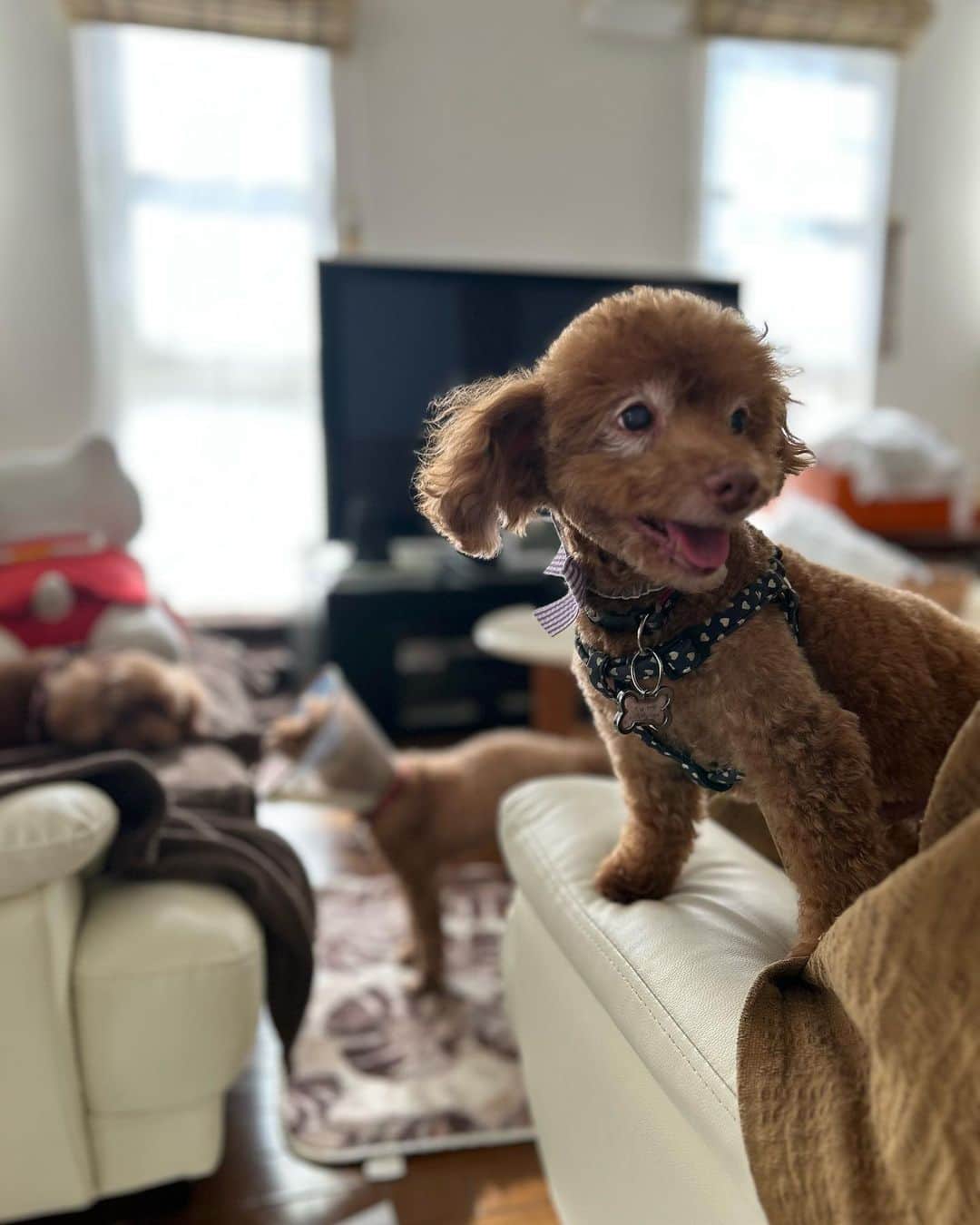 太田理恵のインスタグラム：「もう老犬🐶」