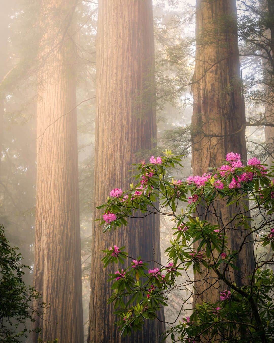 アメリカ内務省さんのインスタグラム写真 - (アメリカ内務省Instagram)「Happy Arbor Day!   Trees help clean the air, provide habitat for wildlife, cool our neighborhoods and provide solace for people to reconnect with nature.   From the towering redwoods in the West to the cypress swamps in the Southeast, we are proud to care for our forests and protect these inspiring places for future generations.   Photo @redwoodnps by Scott Mills   #ArborDay #NationalParkWeek   Alt Text: A perfect morning with coastal fog moving through the towering redwood forest with rhododendrons blooming.」4月28日 22時56分 - usinterior