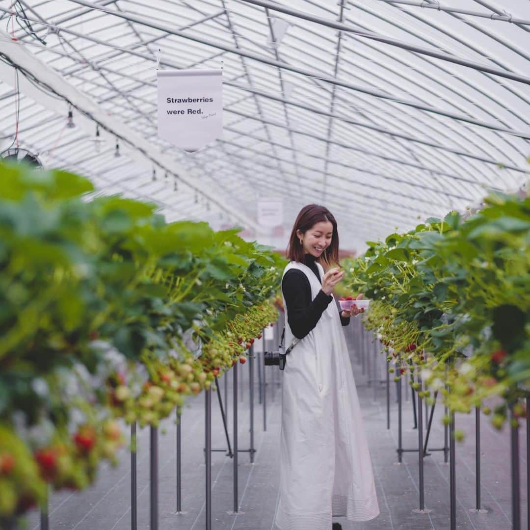 のインスタグラム：「・ 4月の京都のいろいろ🍃  念願のいちご狩りに行けて大満足🍓 もっと食べたかったけど、ここは45分も食べさせてくれる👏 京都滞在中は毎朝5時起きです🕔 東京の仕事の日より早起きしています。  もうGW📅 皆さま、よい休日をお過ごしください👋✨  #kyoto#東京京都生活 #もう少ししたら奈良公園攻めます🦌」