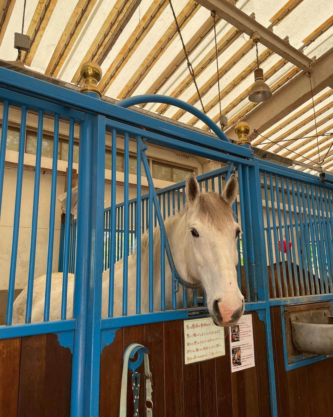 大和田南那さんのインスタグラム写真 - (大和田南那Instagram)「この前お休みの日にNasu Farm Villageへ🐴🌙🍃✨  久しぶりの運転も楽しかったし 雨予報だったのに晴れてくれて 太陽と新緑の中すごく気持ち良く過ごせてリフレッシュ出来た~🌳🤍🤍  乗馬もしたり、レモネード飲んだり お土産も可愛くて沢山買っちゃった、 またストーリーとかに載せます🎀✨  週末にはマルシェもやってるらしく 日帰り旅行におすすめ〜🧺🌷  #那須ファームビレッジ#nasufarmvillage#栃木観光#那須観光#那須カフェ#那須旅行#カフェ巡り#日帰り旅行#ドライブ#乗馬#マルシェ#牧場」4月28日 23時38分 - nanaowada_official