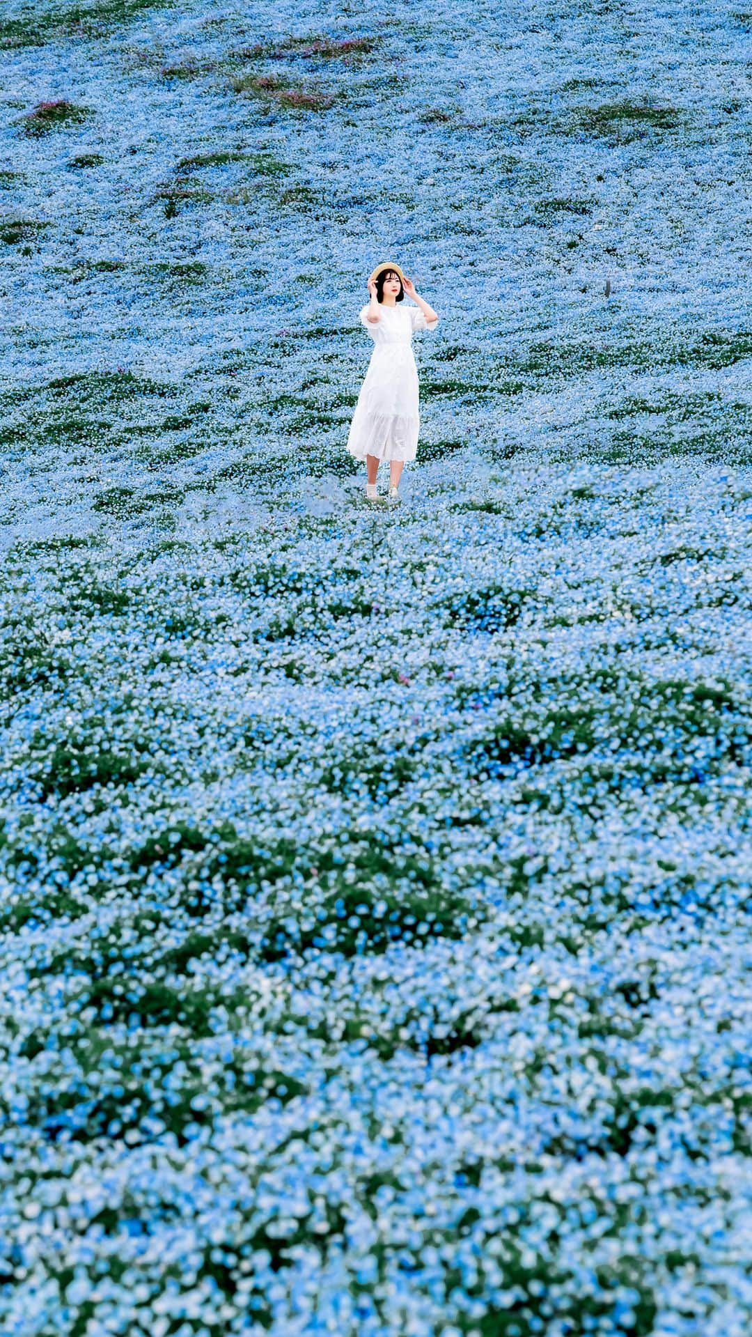 のインスタグラム：「* . . . . . 今年はネモフィラも開花が早くて 行くタイミングを逃し残念🥺 . もうGWですね😳笑 素敵な休日を！！ . model : @_nami_doll_  . . FUJIFILM GFX50S II /  GF45mm F2.8 R WR . FUJIFILM X-T4 /  XF50-140mm F2.8 R LM OIS WR . お仕事・撮影のご依頼はDMかメールに お願い致します。 . . . . . . *」