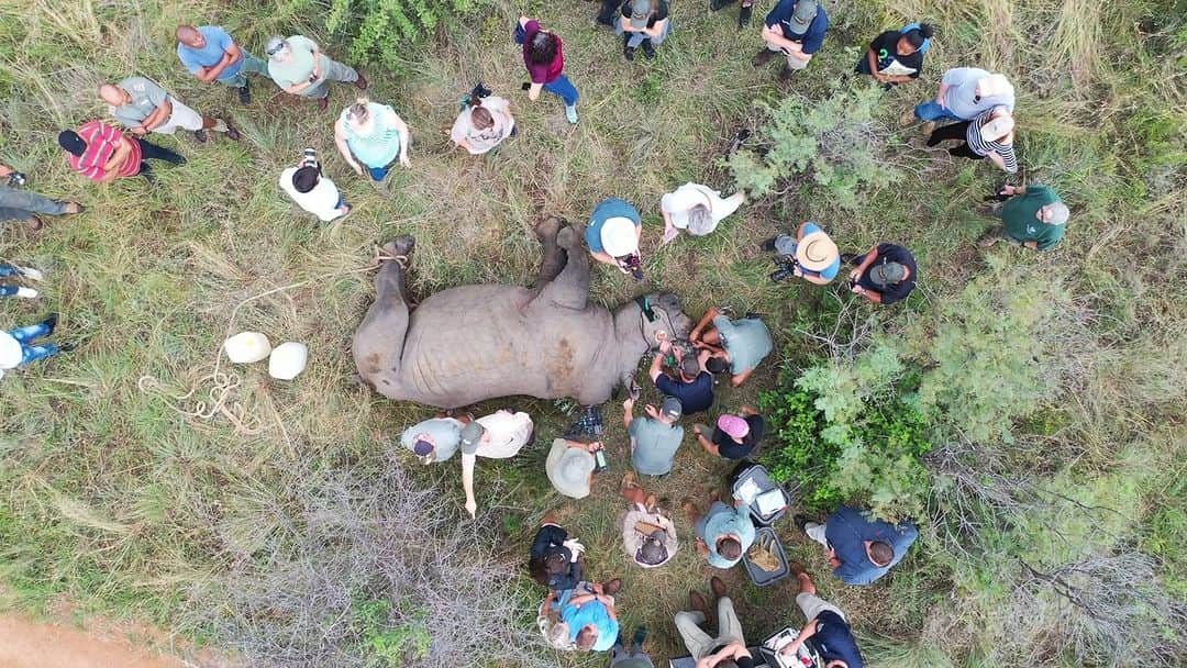 のインスタグラム：「Join us today for an amazing opportunity to watch the conservation of wildlife in action. Kevin and the team at Dinokeng Game Reserve find a white rhino and implant a tracker in its horn. This is done to help protect the rhino from poachers. For the full video on #LionWhispererTV, click the link in my Komi Bio  Special thanks to @dinokenggamereserve and @wildskiesaviation  #wildlife #conservation #rhino」