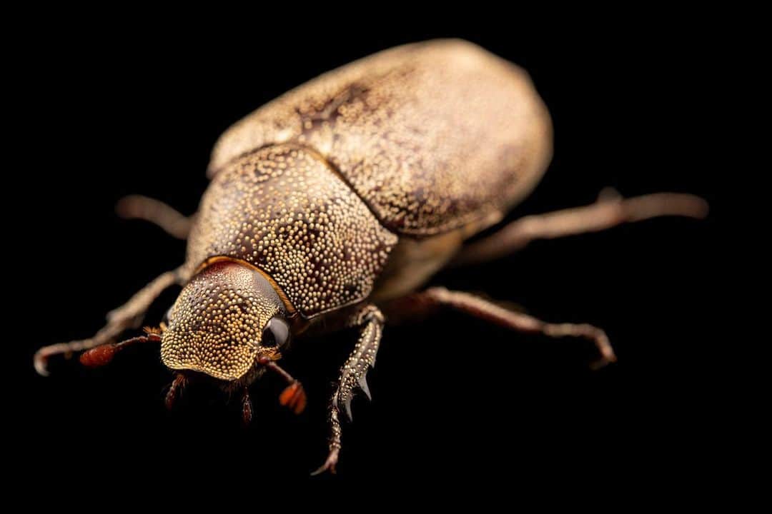 Joel Sartoreさんのインスタグラム写真 - (Joel SartoreInstagram)「This stunning cane beetle may seem harmless, but in north-eastern Australia, it is a serious pest of sugarcane. Larvae cause the greatest harm as they damage roots which can lead to plant death. Adults also inflict damage, though less severe, by feeding on the leaves. Photo taken at Crocolandia in the Philippines.   #beetle #cane #sugarcane #insect #animal #wildlife #photography #animalphotography #wildlifephotography #studioportrait #PhotoArk @insidenatgeo」4月29日 0時02分 - joelsartore