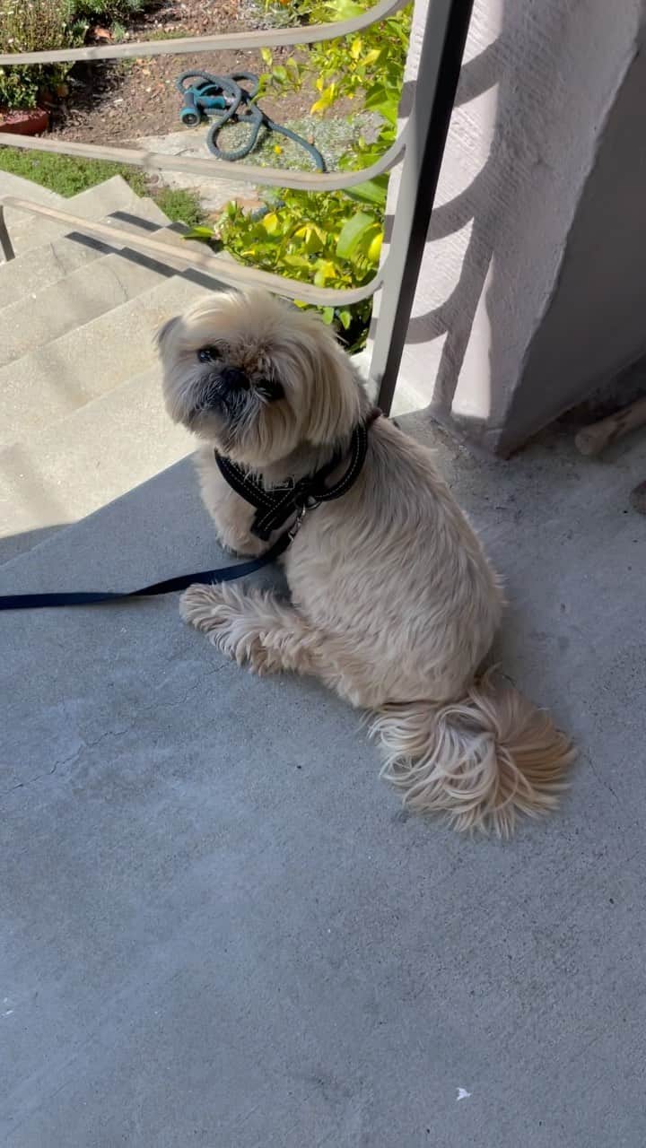 Dougie the Shih Tzuのインスタグラム：「Sometimes the walk does not. #fridaymomentofzen」