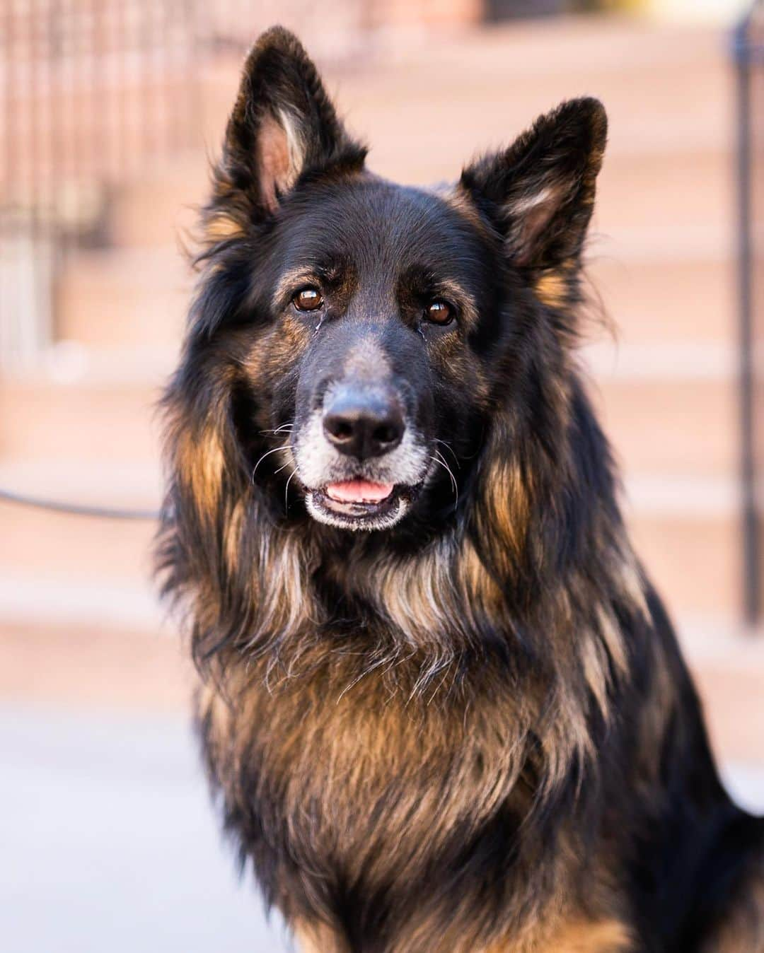 The Dogistさんのインスタグラム写真 - (The DogistInstagram)「Maestro, German Shepherd (7 y/o), Christopher & Hudson St., New York, NY • “He’s the biggest baby. He whines a lot when he wants to go out.”」4月29日 0時06分 - thedogist