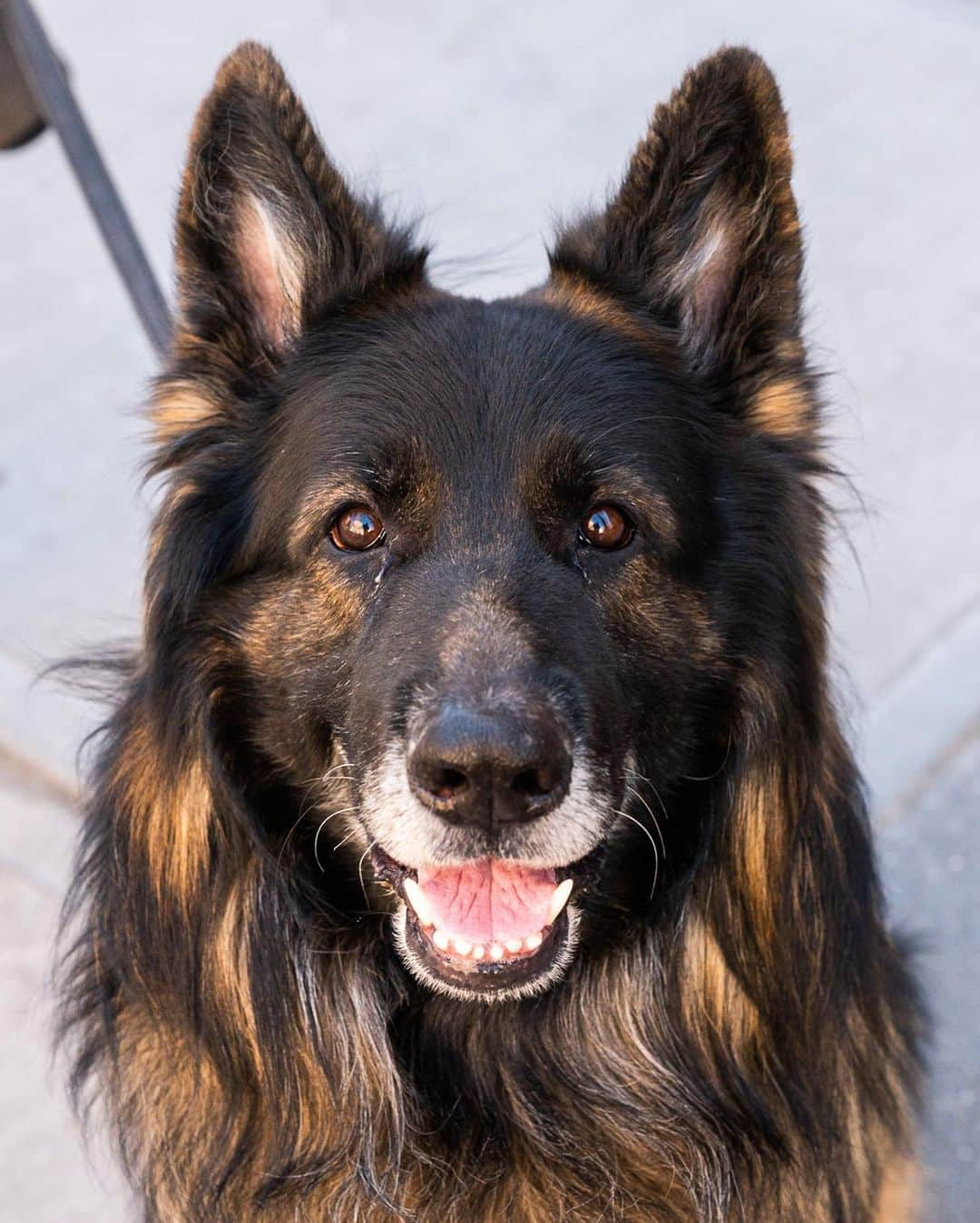 The Dogistさんのインスタグラム写真 - (The DogistInstagram)「Maestro, German Shepherd (7 y/o), Christopher & Hudson St., New York, NY • “He’s the biggest baby. He whines a lot when he wants to go out.”」4月29日 0時06分 - thedogist