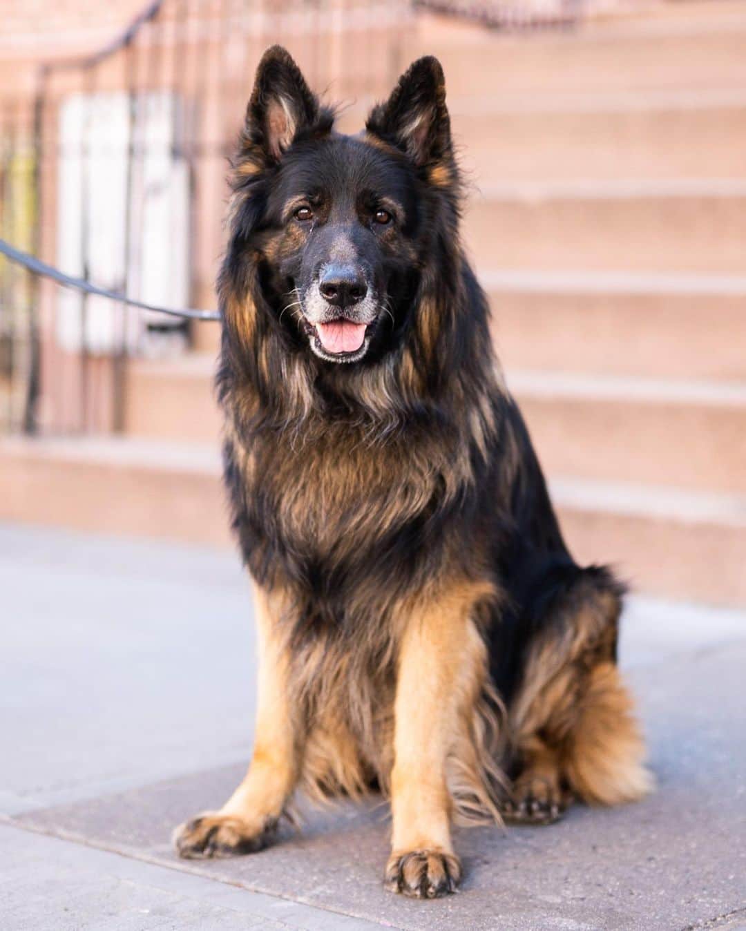 The Dogistさんのインスタグラム写真 - (The DogistInstagram)「Maestro, German Shepherd (7 y/o), Christopher & Hudson St., New York, NY • “He’s the biggest baby. He whines a lot when he wants to go out.”」4月29日 0時06分 - thedogist