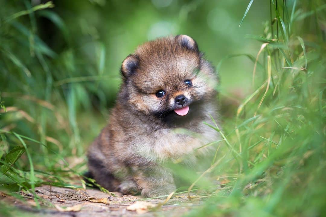 アニマルプラネットさんのインスタグラム写真 - (アニマルプラネットInstagram)「Baby fox, or pomeranian? 🤣  Photo by Laures  #DogLovers #Dogs #Pomeranian #Animals #Photography」4月29日 0時15分 - animalplanet