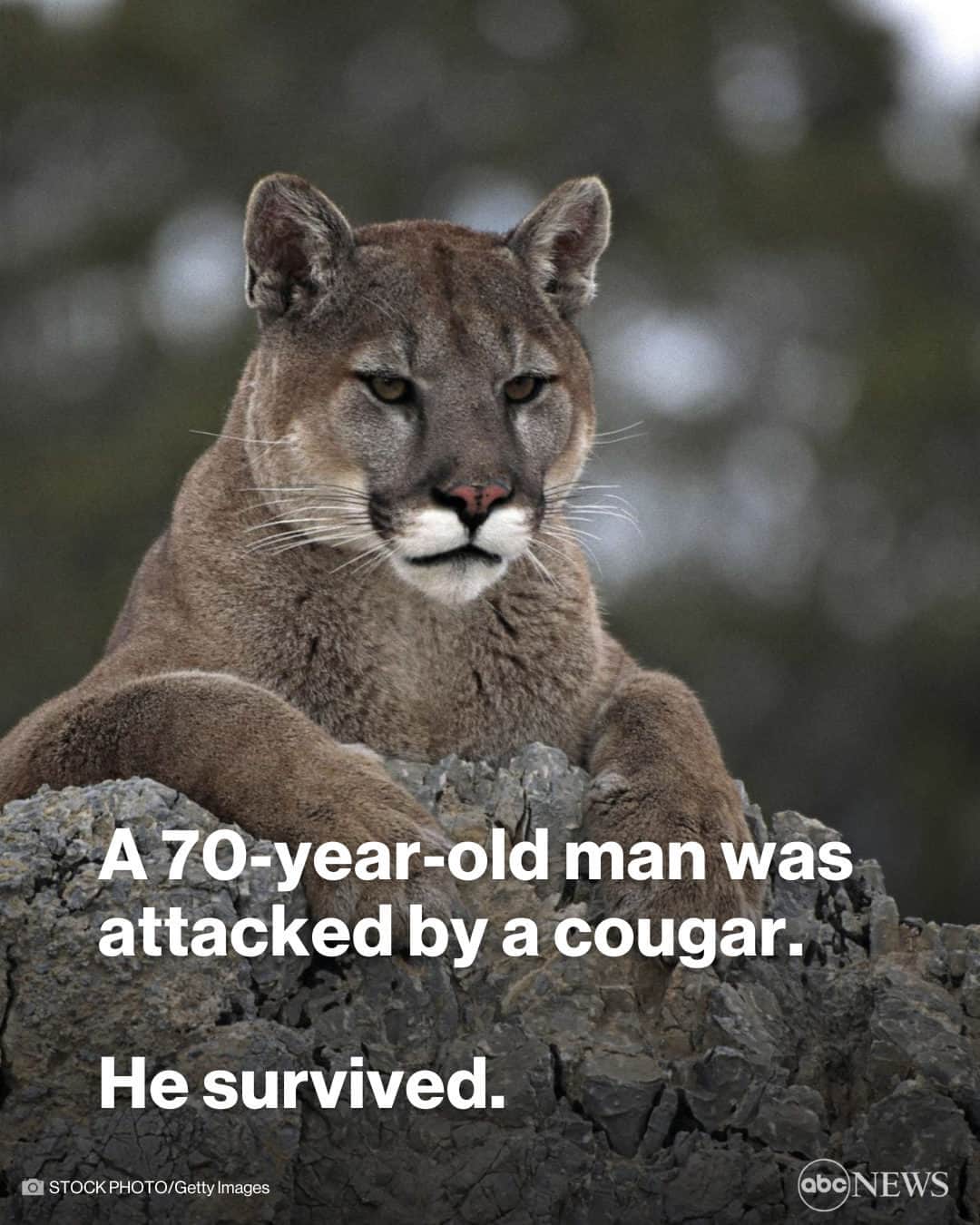 ABC Newsさんのインスタグラム写真 - (ABC NewsInstagram)「A 70-year-old man survived a cougar attack in Utah without serious injuries, officials say. MORE AT LINK IN BIO.」4月29日 0時15分 - abcnews