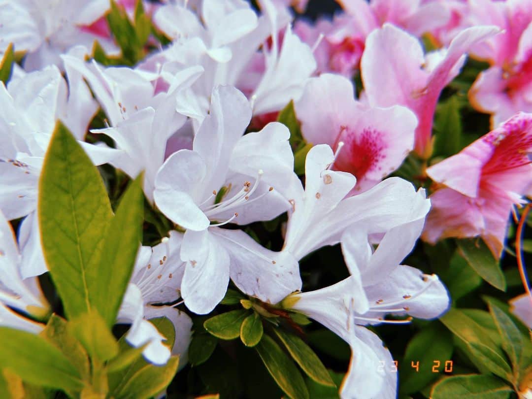 渡辺未詩（ミウ）さんのインスタグラム写真 - (渡辺未詩（ミウ）Instagram)「道場に行く途中のこのお花をみると今年もこの季節が来たんだなぁってなる。 毎年このおはな載せてるのもうさんかいめ！ そんなこんなで、あしたは品川！そしてそのうちはじまるフェスリハにびびってる！」4月29日 0時20分 - uug_p_miu