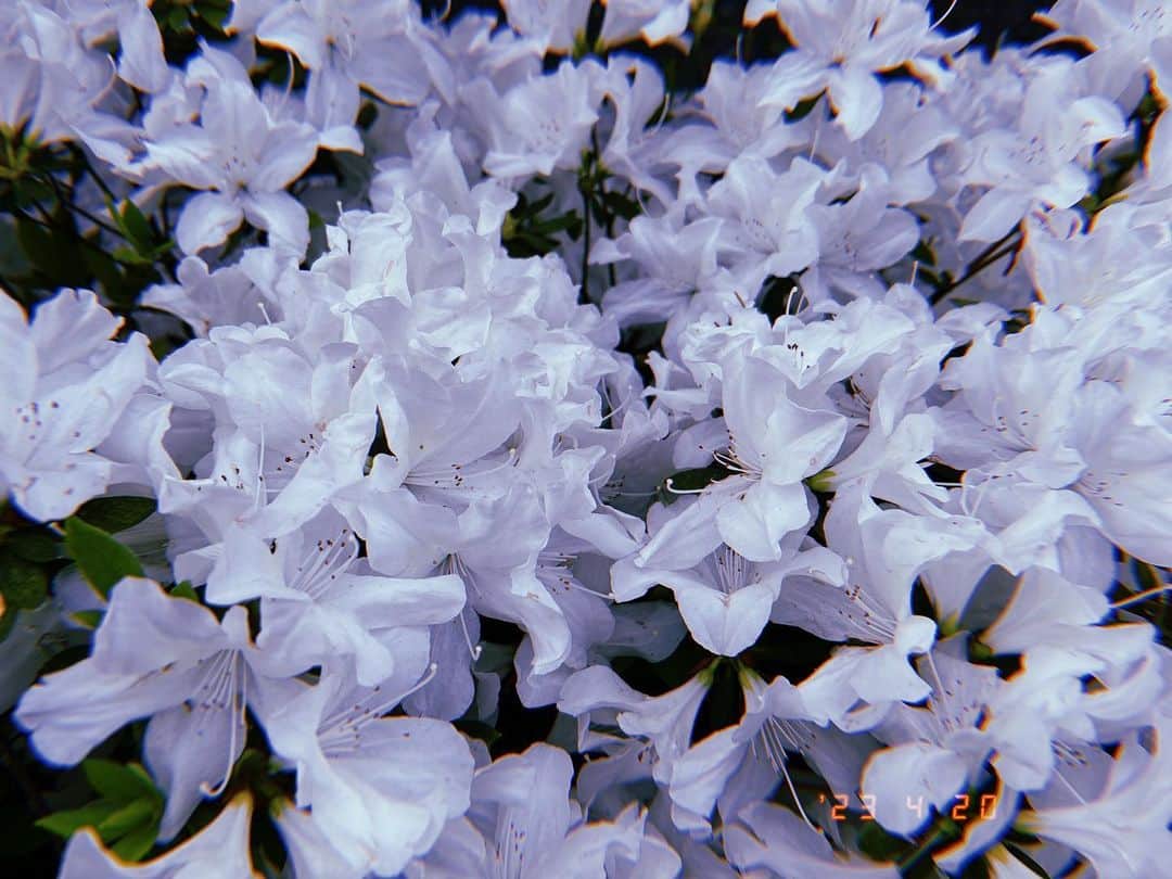 渡辺未詩（ミウ）のインスタグラム：「道場に行く途中のこのお花をみると今年もこの季節が来たんだなぁってなる。 毎年このおはな載せてるのもうさんかいめ！ そんなこんなで、あしたは品川！そしてそのうちはじまるフェスリハにびびってる！」