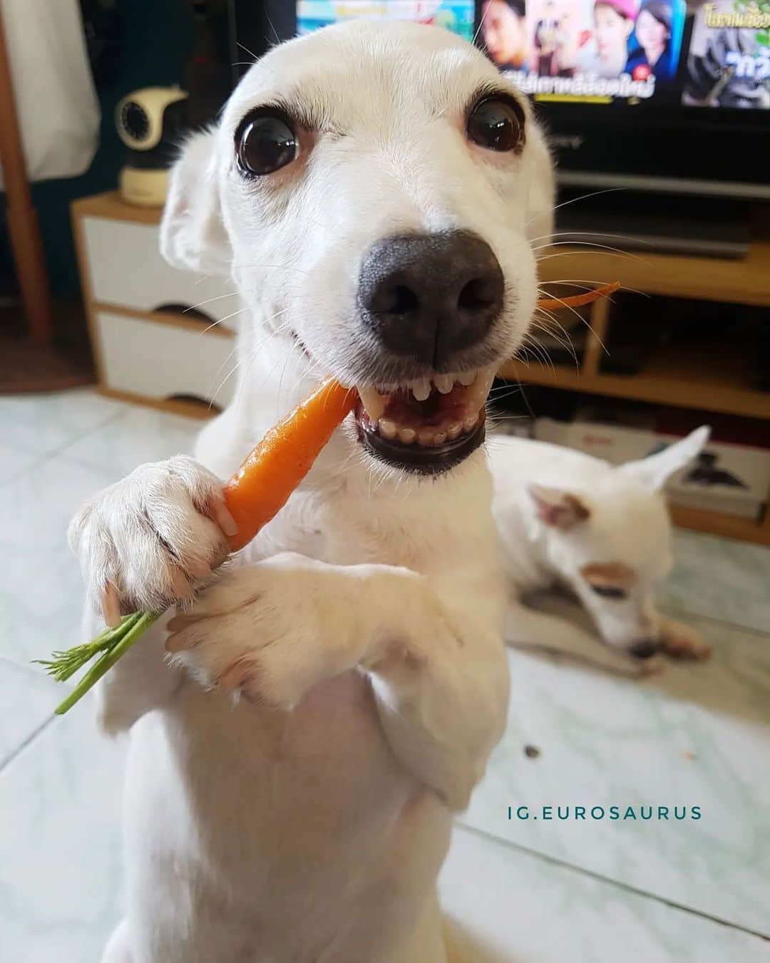 8crapさんのインスタグラム写真 - (8crapInstagram)「A reminder to eat your vegetables today! 🥕 - 📷 @eurosaurus - #barked #dog #doggo #JackRussellTerrier #JRT」4月29日 0時30分 - barked
