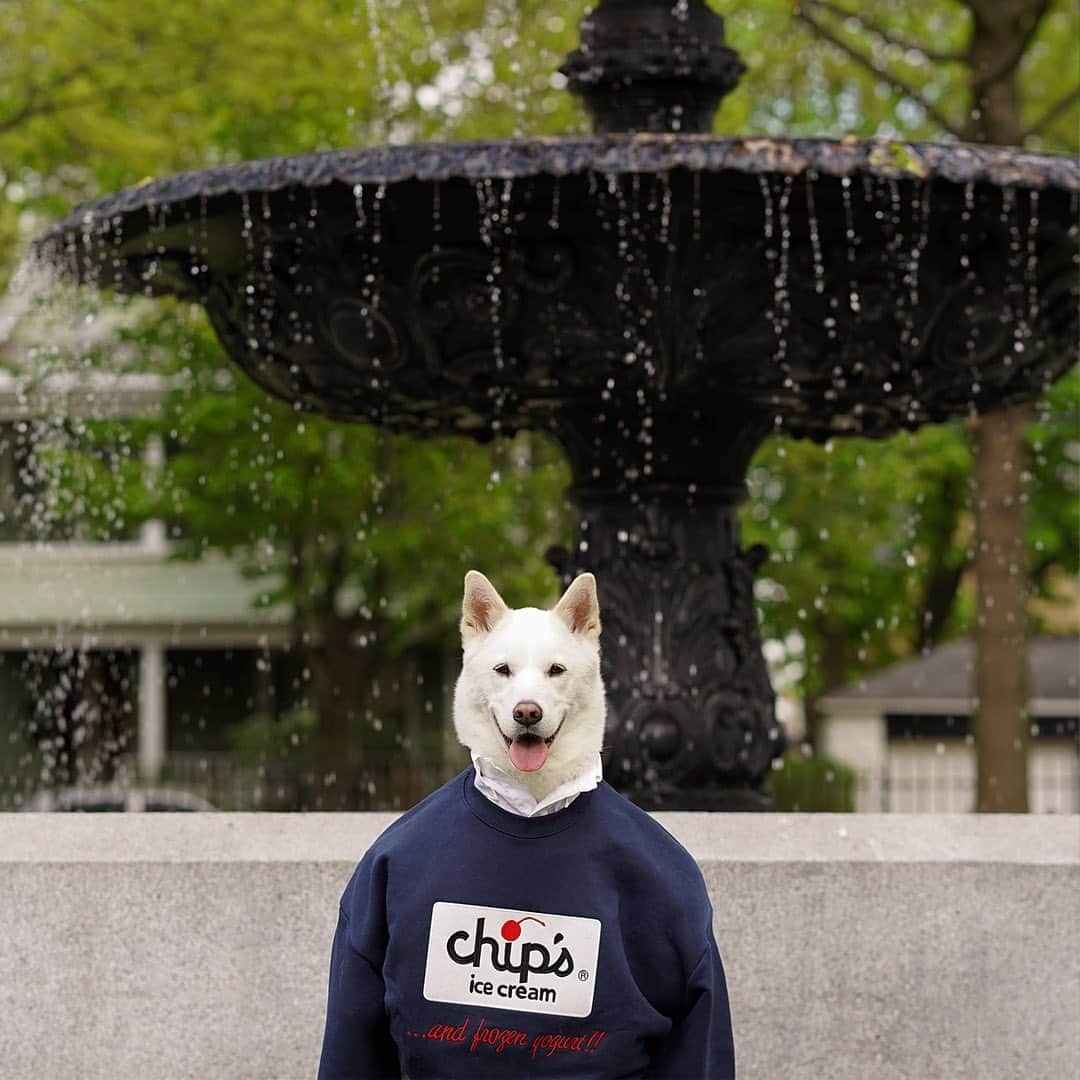 Menswear Dogのインスタグラム：「Luc’s been working on some new modeling looks: Meet Serotonin and swipe for Dopamine 👌📈」