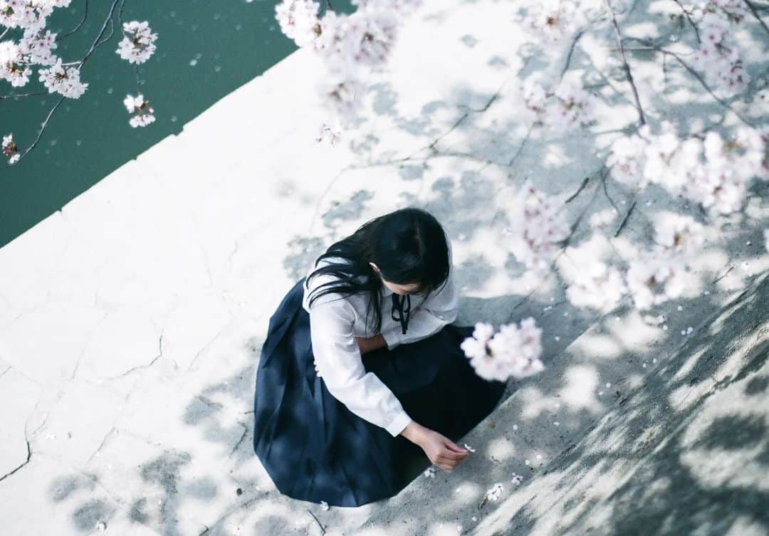 岩倉しおりさんのインスタグラム写真 - (岩倉しおりInstagram)「桜の花。⁡ スズメが蜜を吸ったあとにくるくると回りながらお花ごと落ちてくれる桜がとてもかわいかった。⁡ ⁡⁡ あっという間に桜が散りすっかり新緑の季節。今年も桜の写真たくさん撮りました。載せきれなかったのでまた来年。」4月29日 0時37分 - iwakurashiori