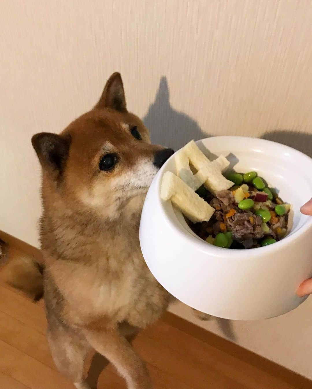 柴犬はなこ Shibainu Hanakoさんのインスタグラム写真 - (柴犬はなこ Shibainu HanakoInstagram)「今年も無事、お誕生日が迎えられました🎂はなっぺ14才になり、お母さんはめでたくアラフィフの仲間入り😆 健康第一で楽しく元気に過ごしてこーね✨スペシャルごはんの数字は娘ちゃんが作ってくれました🧒🏻 #shiba #dog #shibainu #犬 #柴犬 #happybirthday #14才 #お誕生日ごはん #お誕生日おめでとう」4月29日 1時17分 - kiki_beee