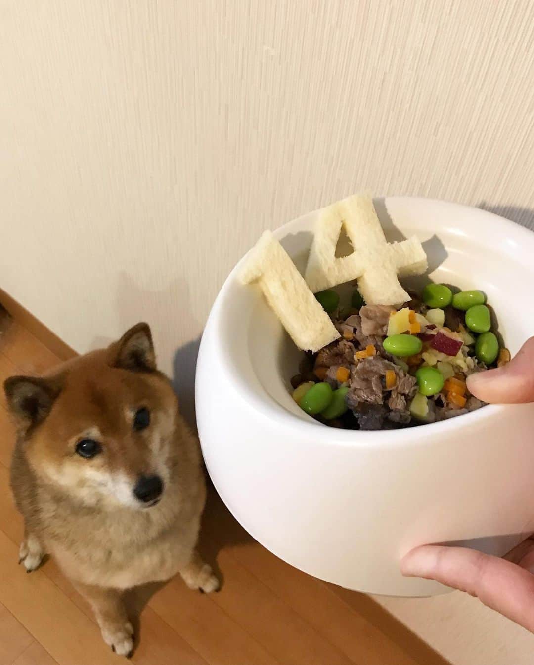 柴犬はなこ Shibainu Hanakoのインスタグラム：「今年も無事、お誕生日が迎えられました🎂はなっぺ14才になり、お母さんはめでたくアラフィフの仲間入り😆 健康第一で楽しく元気に過ごしてこーね✨スペシャルごはんの数字は娘ちゃんが作ってくれました🧒🏻 #shiba #dog #shibainu #犬 #柴犬 #happybirthday #14才 #お誕生日ごはん #お誕生日おめでとう」