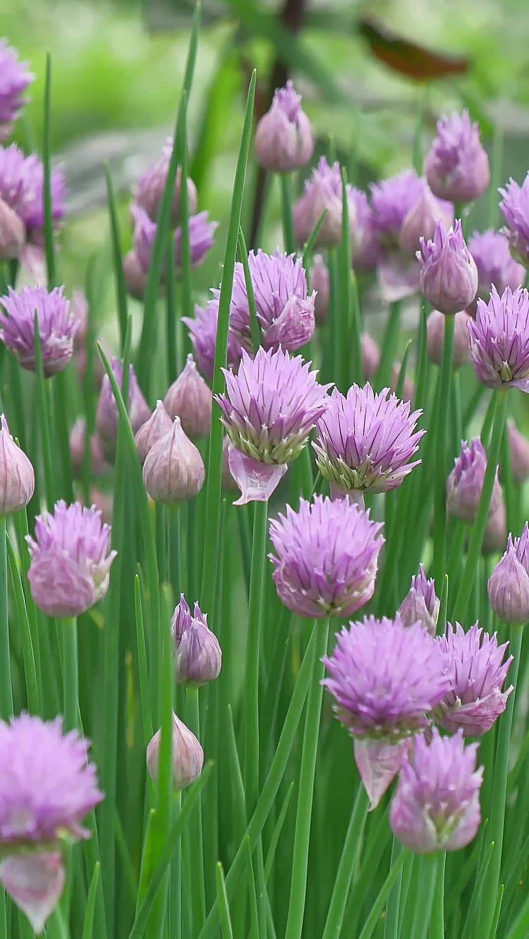 HGTVのインスタグラム：「Make some chive blossom vinegar with us. Here’s how to do it ⬇️  1. Pinch off chive blossoms  2. Place in a jar  3. Add vinegar  4. Let it sit for two weeks  5. Enjoy!   #HGTVOutdoors」
