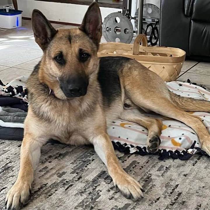 DogsOf Instagramさんのインスタグラム写真 - (DogsOf InstagramInstagram)「PUPDATE! Last week we shared the heartbreaking story of Gunther and Luke, both sexual assault survivors (see link in bio for more details and charges being formally brought against their abuser). The first care packages from @welovecuddly arrived for these two sweet pups! We are overwhelmed by and appreciative of everyone’s generosity and compassion for Gunther and Luke. Help support these two extraordinary dogs overcome and heal from the worst of humanity through our Giveback program in our bio ✨Even just $5 is a HUGE contribution to this recovery mission!  Gunther loves taking rides in the truck with his foster dad. His foster parents discovered he knows many commands in German. He is a completely different dog than when he first arrived – relaxed, happy, and at peace. He is just learning to play with toys for the first time in his life.  Little Luke is doing well, with no more seizures and seems to have recovered well from the bronchitis. The plan is to wean him off the medications next week and see how he does from there. We’ve got everything crossed that he will continue this healing momentum and be able to lead a normal life. He is proof that your prayers, thoughts, jingles, whatever you’re sending out into the atmosphere works.  The trauma inflicted on Luke and Gunther is beyond comprehension. Thank you to @welovecuddly and local rescues in Mississippi for allowing us to help be part of this rescue story ❤️‍🩹Even a share, or a $1 donation, every little bit goes a long way. You are lifesavers and amazing souls, thank you all!  #giveback #rescuedogs #supportanimalrescue #supportdogrescue #petphilanthropy #philanthropy #welovecuddly」4月29日 1時59分 - dogsofinstagram