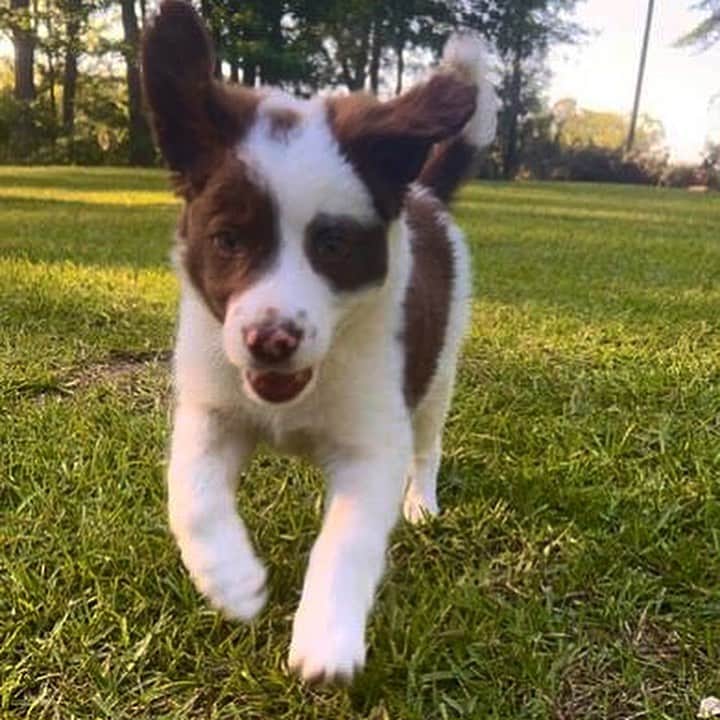 DogsOf Instagramさんのインスタグラム写真 - (DogsOf InstagramInstagram)「PUPDATE! Last week we shared the heartbreaking story of Gunther and Luke, both sexual assault survivors (see link in bio for more details and charges being formally brought against their abuser). The first care packages from @welovecuddly arrived for these two sweet pups! We are overwhelmed by and appreciative of everyone’s generosity and compassion for Gunther and Luke. Help support these two extraordinary dogs overcome and heal from the worst of humanity through our Giveback program in our bio ✨Even just $5 is a HUGE contribution to this recovery mission!  Gunther loves taking rides in the truck with his foster dad. His foster parents discovered he knows many commands in German. He is a completely different dog than when he first arrived – relaxed, happy, and at peace. He is just learning to play with toys for the first time in his life.  Little Luke is doing well, with no more seizures and seems to have recovered well from the bronchitis. The plan is to wean him off the medications next week and see how he does from there. We’ve got everything crossed that he will continue this healing momentum and be able to lead a normal life. He is proof that your prayers, thoughts, jingles, whatever you’re sending out into the atmosphere works.  The trauma inflicted on Luke and Gunther is beyond comprehension. Thank you to @welovecuddly and local rescues in Mississippi for allowing us to help be part of this rescue story ❤️‍🩹Even a share, or a $1 donation, every little bit goes a long way. You are lifesavers and amazing souls, thank you all!  #giveback #rescuedogs #supportanimalrescue #supportdogrescue #petphilanthropy #philanthropy #welovecuddly」4月29日 1時59分 - dogsofinstagram