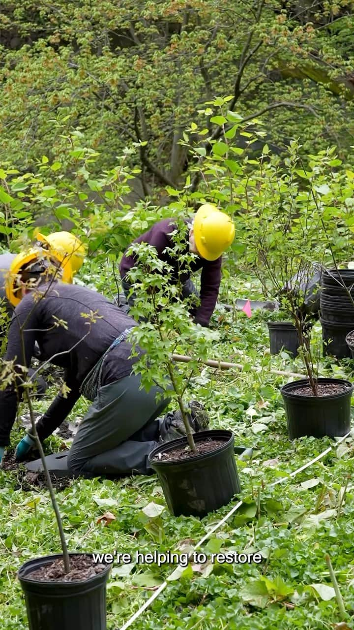 ニューヨーク植物園のインスタグラム：「Recently we set off into NYBG’s Thain Family Forest—New York City’s largest remaining tract of old-growth woodland—for some hands-on work along the Bronx River to restore native habitat and maintain it for future generations. 🌲🌳  Hear from Eliot Nagele, Director of the Thain Forest, as he shares some of the efforts undertaken by Forest staff alongside volunteers from the @sierraclub. Together they worked to cut back invasive Japanese knotweed along the flood plains of the river, making room to plant new trees like pin oaks, sweetgums, and river birch. As these trees grow, their root systems will provide stability, reducing soil erosion as they replace woody plants lost during past storms.  It’s just one example of the hard work undertaken all year round to keep our 250 acres thriving.  #ArborDay #Reynoutria japonica #Quercus palustris #Liquidambar styraciflua #Betula nigra #plantlove」