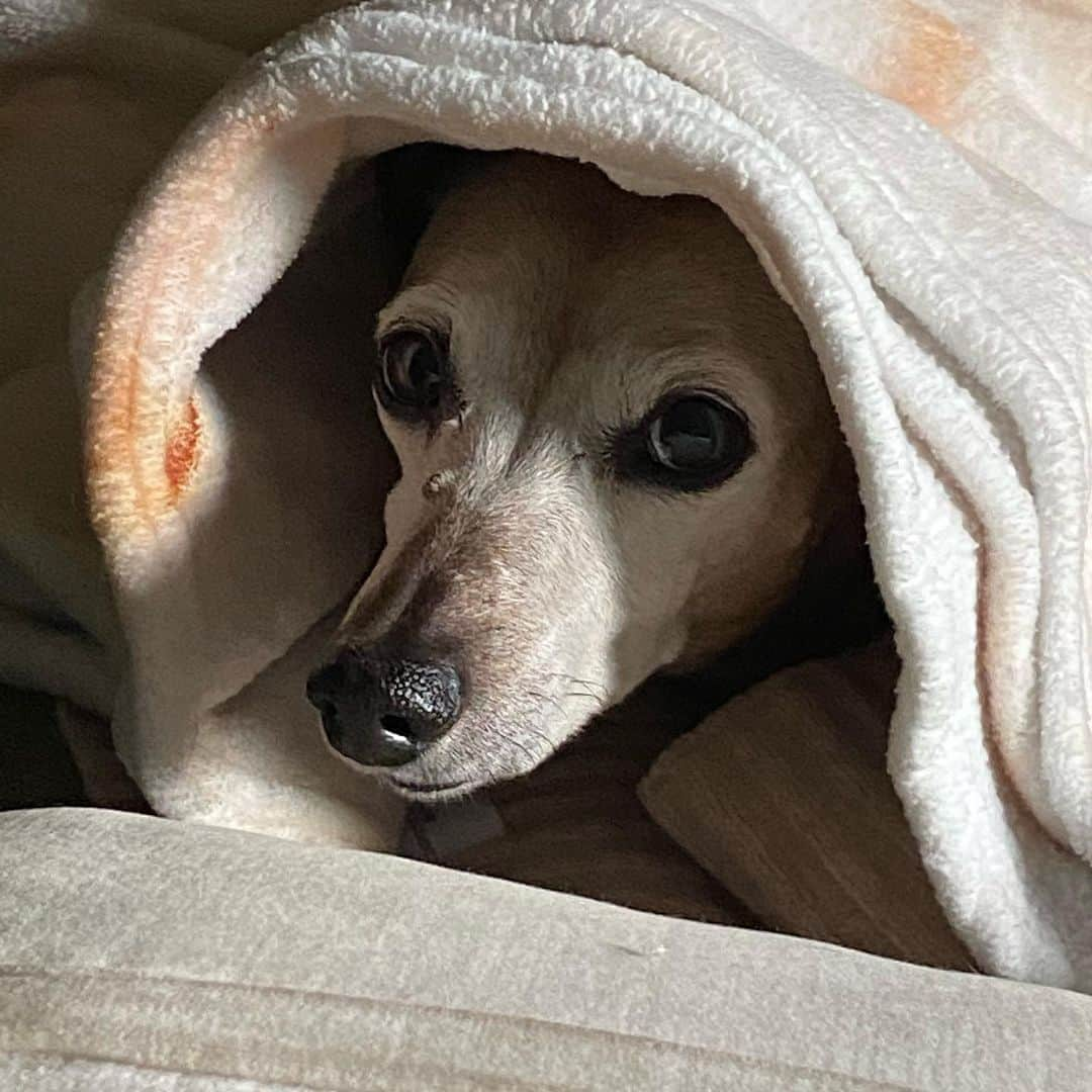 ケヴィン・スミスさんのインスタグラム写真 - (ケヴィン・スミスInstagram)「This is an obituary I was hoping to never have to write. My beloved best friend and faithful canine companion, the sensational Shecky, passed away quietly in her sleep last week. It is the most devastating loss I’ve experienced since the death of my Dad (20 years ago this June), because Shecky was a phenomenal fixture on the landscape of my life for nearly 2 decades. For over a third of my 52 years, her plucky personality permeated my existence and my work. Anyone who’s been listening to my podcasts since 2007 knew the Sheckster’s voice, as she was the undeniable unofficial third party in SModcast, Plus One, Fat Man on Batman, Edumacation, or any show I ever recorded at home. In filmed entertainment, Shecky was kind enough to cameo in Tusk, @YogaHosers, @jayandsilentbob Reboot, Son-in-Lockdown and more. The great @stephengris even immortalized her in the closing credit song from Reboot, entitled “Shecky Don’t Like it”. But it was in my personal life where Shecky featured most prominently. As the Robin to my Batman (or vice versa in her mind), Shecky accompanied me on many adventures and countless walks. Even in her advanced age, she showed no signs of slowing down and no hints of being sick at all: she simply went to sleep Tuesday night and didn’t wake up Wednesday morning. My family kept the news from me until this week, because I was down in Florida with my Mom (who’s been hospitalized for the last month) and in Jersey at @smodcastlecinemas for a weekend of shows. Upon learning of the loss, I was inconsolable and beyond devastated - until I realized Sheck imparted an important final life lesson with her departure: No Day is Promised. So never take anyone you love (or even like) for granted, Kids: they may not be there when you get home. With the exception of my Mom, my wife, and my kid, nobody will ever love me more than this tiny titan adored me. And I assure you, the feeling was mutual. For the rest of my days, there will always be a miniature dachshund-sized hole in my heart that will never be filled. Losing my best friend and little Baby Dog has wrecked me -but I was lucky to have known her at all. #KevinSmith」4月29日 2時47分 - thatkevinsmith