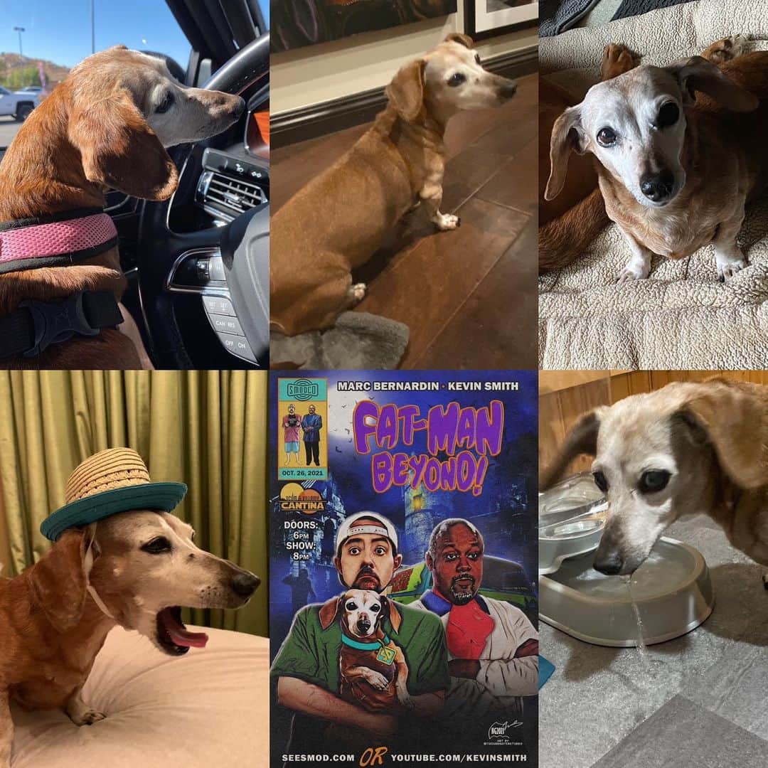 ケヴィン・スミスさんのインスタグラム写真 - (ケヴィン・スミスInstagram)「This is an obituary I was hoping to never have to write. My beloved best friend and faithful canine companion, the sensational Shecky, passed away quietly in her sleep last week. It is the most devastating loss I’ve experienced since the death of my Dad (20 years ago this June), because Shecky was a phenomenal fixture on the landscape of my life for nearly 2 decades. For over a third of my 52 years, her plucky personality permeated my existence and my work. Anyone who’s been listening to my podcasts since 2007 knew the Sheckster’s voice, as she was the undeniable unofficial third party in SModcast, Plus One, Fat Man on Batman, Edumacation, or any show I ever recorded at home. In filmed entertainment, Shecky was kind enough to cameo in Tusk, @YogaHosers, @jayandsilentbob Reboot, Son-in-Lockdown and more. The great @stephengris even immortalized her in the closing credit song from Reboot, entitled “Shecky Don’t Like it”. But it was in my personal life where Shecky featured most prominently. As the Robin to my Batman (or vice versa in her mind), Shecky accompanied me on many adventures and countless walks. Even in her advanced age, she showed no signs of slowing down and no hints of being sick at all: she simply went to sleep Tuesday night and didn’t wake up Wednesday morning. My family kept the news from me until this week, because I was down in Florida with my Mom (who’s been hospitalized for the last month) and in Jersey at @smodcastlecinemas for a weekend of shows. Upon learning of the loss, I was inconsolable and beyond devastated - until I realized Sheck imparted an important final life lesson with her departure: No Day is Promised. So never take anyone you love (or even like) for granted, Kids: they may not be there when you get home. With the exception of my Mom, my wife, and my kid, nobody will ever love me more than this tiny titan adored me. And I assure you, the feeling was mutual. For the rest of my days, there will always be a miniature dachshund-sized hole in my heart that will never be filled. Losing my best friend and little Baby Dog has wrecked me -but I was lucky to have known her at all. #KevinSmith」4月29日 2時47分 - thatkevinsmith
