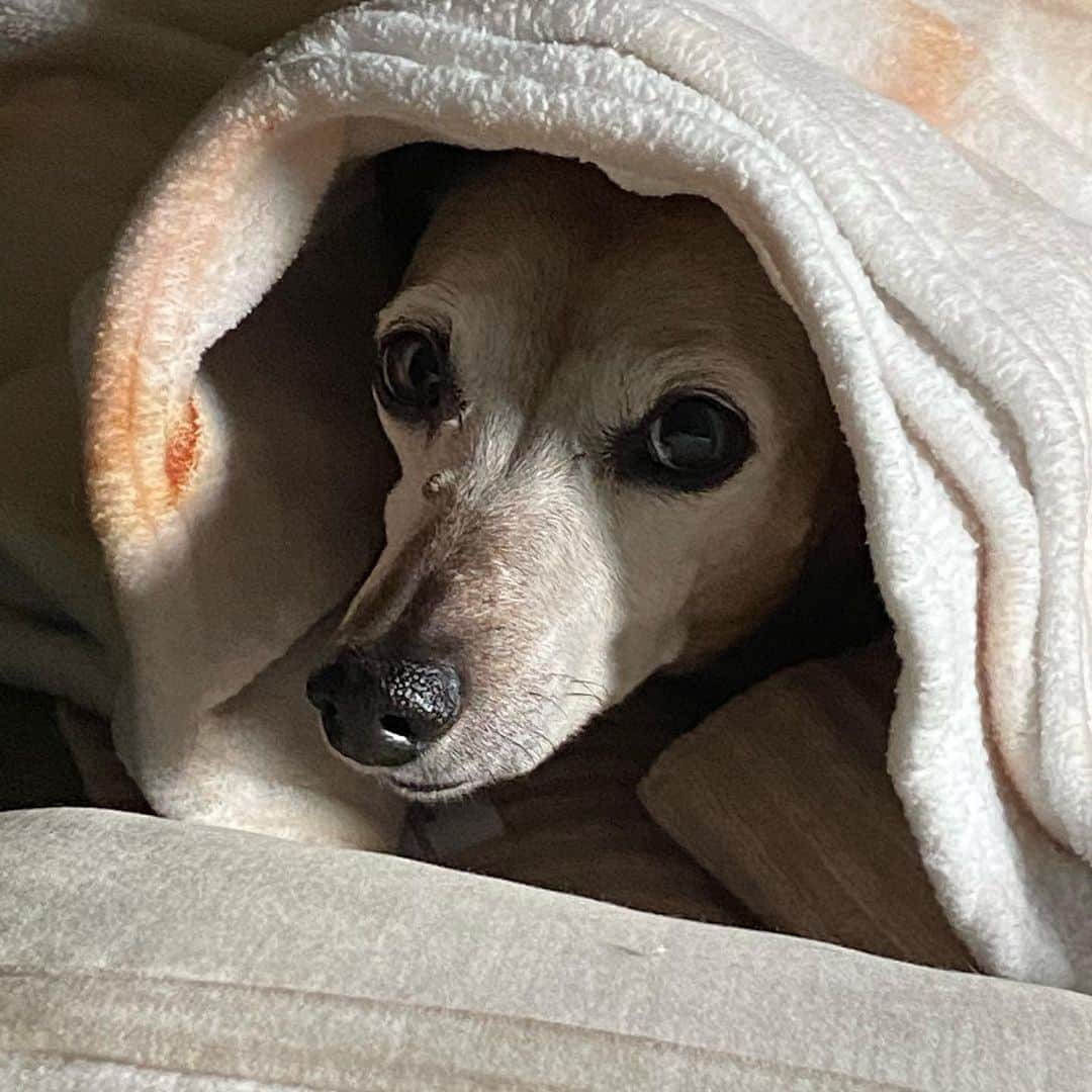 ケヴィン・スミスのインスタグラム：「This is an obituary I was hoping to never have to write. My beloved best friend and faithful canine companion, the sensational Shecky, passed away quietly in her sleep last week. It is the most devastating loss I’ve experienced since the death of my Dad (20 years ago this June), because Shecky was a phenomenal fixture on the landscape of my life for nearly 2 decades. For over a third of my 52 years, her plucky personality permeated my existence and my work. Anyone who’s been listening to my podcasts since 2007 knew the Sheckster’s voice, as she was the undeniable unofficial third party in SModcast, Plus One, Fat Man on Batman, Edumacation, or any show I ever recorded at home. In filmed entertainment, Shecky was kind enough to cameo in Tusk, @YogaHosers, @jayandsilentbob Reboot, Son-in-Lockdown and more. The great @stephengris even immortalized her in the closing credit song from Reboot, entitled “Shecky Don’t Like it”. But it was in my personal life where Shecky featured most prominently. As the Robin to my Batman (or vice versa in her mind), Shecky accompanied me on many adventures and countless walks. Even in her advanced age, she showed no signs of slowing down and no hints of being sick at all: she simply went to sleep Tuesday night and didn’t wake up Wednesday morning. My family kept the news from me until this week, because I was down in Florida with my Mom (who’s been hospitalized for the last month) and in Jersey at @smodcastlecinemas for a weekend of shows. Upon learning of the loss, I was inconsolable and beyond devastated - until I realized Sheck imparted an important final life lesson with her departure: No Day is Promised. So never take anyone you love (or even like) for granted, Kids: they may not be there when you get home. With the exception of my Mom, my wife, and my kid, nobody will ever love me more than this tiny titan adored me. And I assure you, the feeling was mutual. For the rest of my days, there will always be a miniature dachshund-sized hole in my heart that will never be filled. Losing my best friend and little Baby Dog has wrecked me -but I was lucky to have known her at all. #KevinSmith」