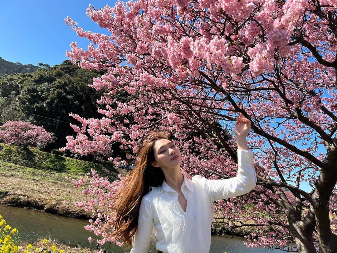 天玲美音さんのインスタグラム写真 - (天玲美音Instagram)「#あの日の桜  #天気がいい #晴れ女 炸裂！#解放感 #本当は教えたくない #場所 #桜が好きな人と繋がりたい #model #modeling #japanesegirl #みなみのさくらと菜の花まつり #桜並木 #桜 #静岡県 #東部 #伊豆 #元宝塚 #宝塚歌劇団 #モデル #司会 #歌手 #タレント #minamiizu #南伊豆町 #南伊豆 #天玲美音と幸せな毎日を #天玲美音」4月29日 3時29分 - miontenrei