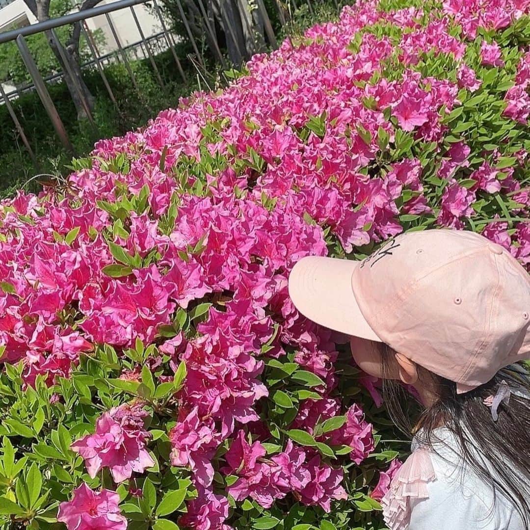 澤野井香里のインスタグラム：「お散歩していると#ツツジ の甘い蜜のいい香りに誘われて🌸 ポカポカ陽気で気持ちいい☀️ ヤギ🐐にエサあげたり、水族館行ったり🐠  夜は魚大好きなSが釣りクラブ🎣に入り、福井の日本海で初めて釣って持って帰ってきた高級魚？のアイナメやギンポ 🐟をYoutube見ながら捌いて、お刺身で💕  とても楽しかったみたいだけど、毎回どんな魚がくるかドキドキしながらお料理するのも大変だな😂笑  #ks_23✨ #関西ママ #京都ママ #男の子ママ #女の子ママ #ママライフ #ママリ #コドモノ  #6歳 #4歳 #こどもとおでかけ #👦🏻👧🏻 #S⭐️_ #M🍒_  #s⭐️m🍒」