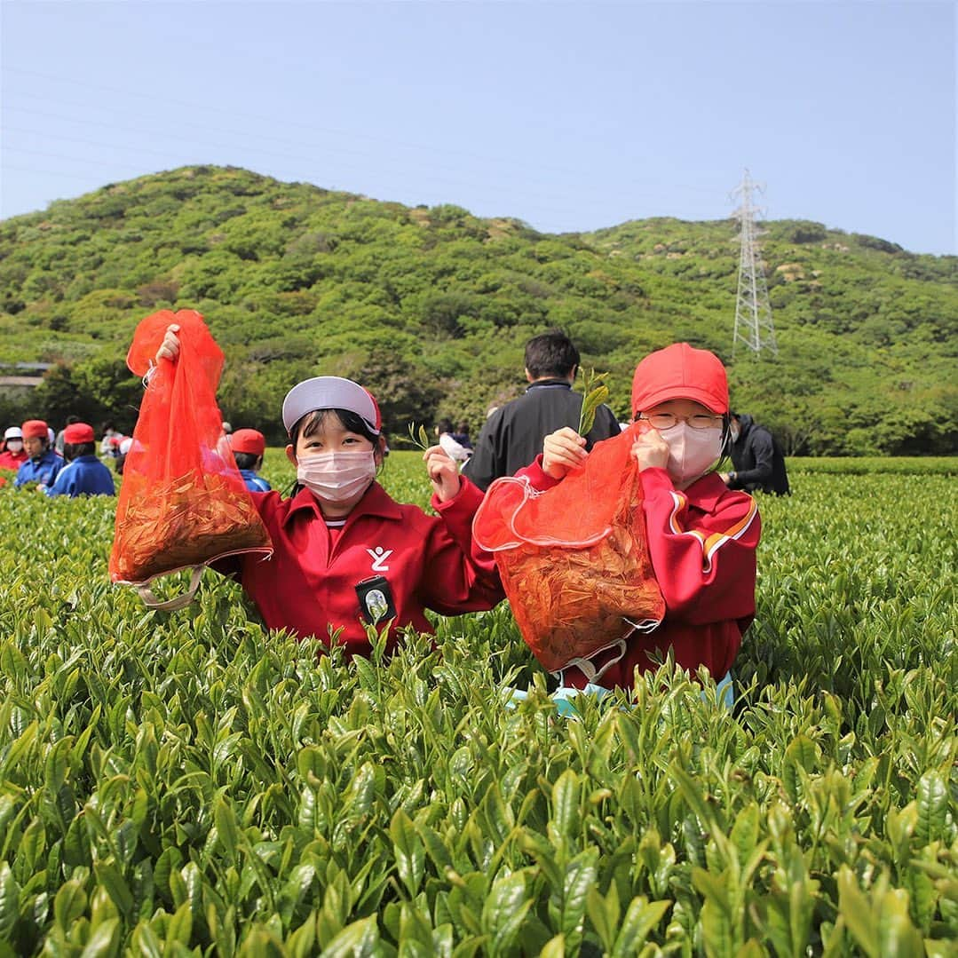 愛知県田原市さんのインスタグラム写真 - (愛知県田原市Instagram)「✨ All the students picked tea leaves ＊ みんなでお茶つみ！  #新緑 薫るこの季節。 #お茶つみ の季節がやってきた！  お茶つみ体験は わたしたちの小学校の伝統行事！  お茶の葉の緑色はとてもきれいで、 帽子の赤白がとっても映えたよ  みんなでつんだお茶は 絶対においしいよね。  地域の大人の人が 「#お茶の新芽 は天ぷらにして食べてもおいしいんだよ」って教えてくれたよー  #伝統行事 #茶葉 #茶摘み体験  #茶摘み   #たはら暮らし#渥美半島#田原市#田原#伊良湖岬#伊良湖#サーフィン#波#海のある暮らし#tahara#irago#summer#surfing#田舎暮らし#日々の暮らし#休日の過ごし方 #igers #igersjp #scenic_jp #instagramjaran」4月29日 13時24分 - tahara_kurashi